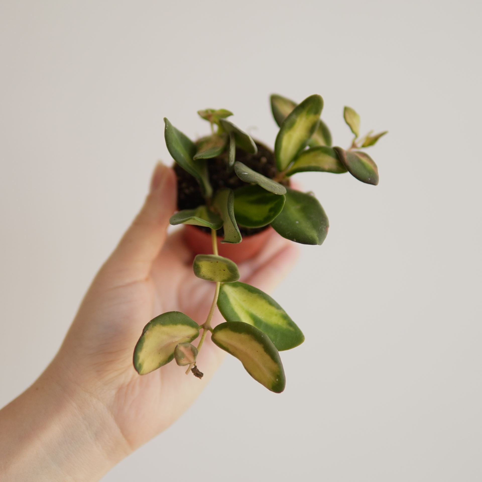 HOYA BURTONIAE VARIEGATA