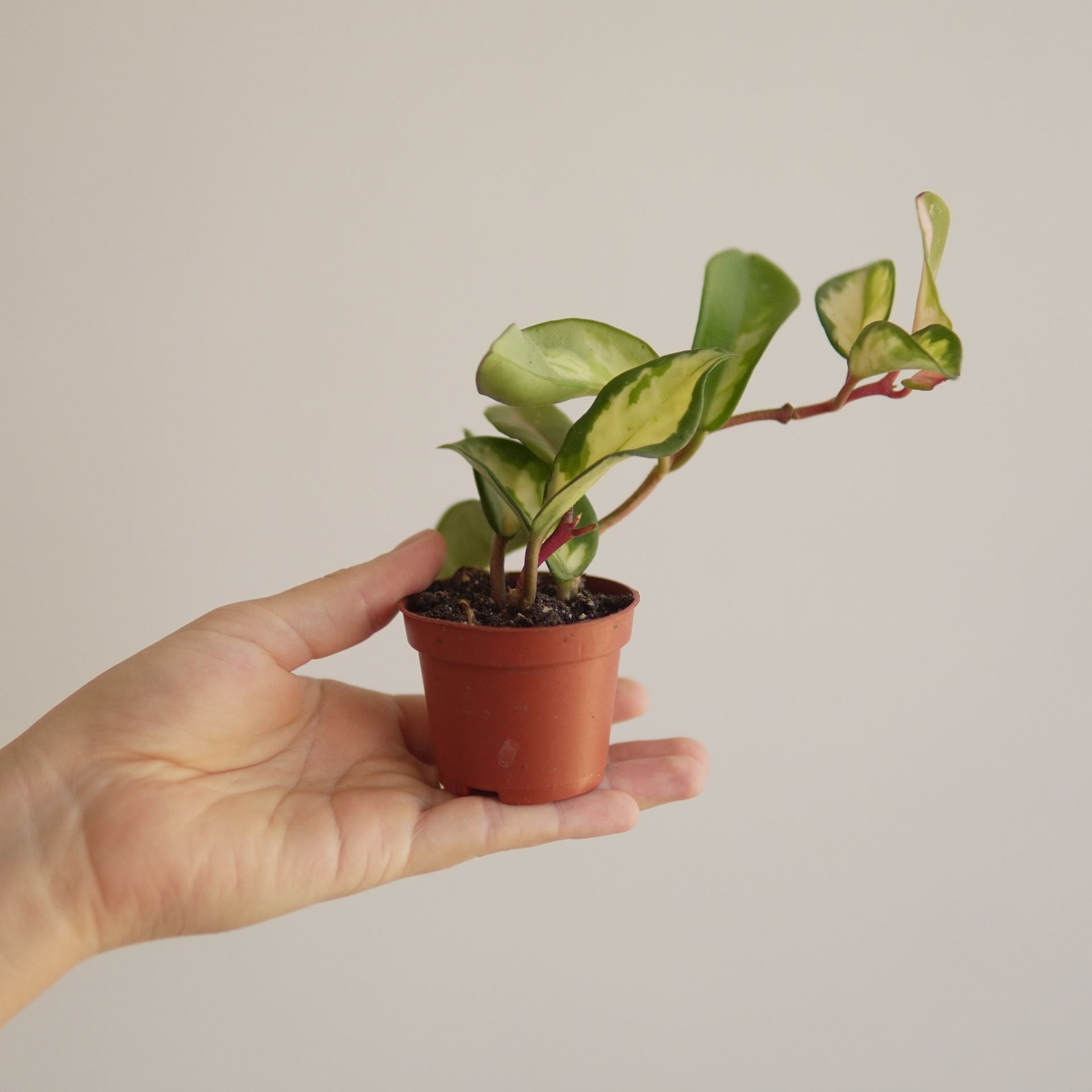 HOYA KRIMSON QUEEN