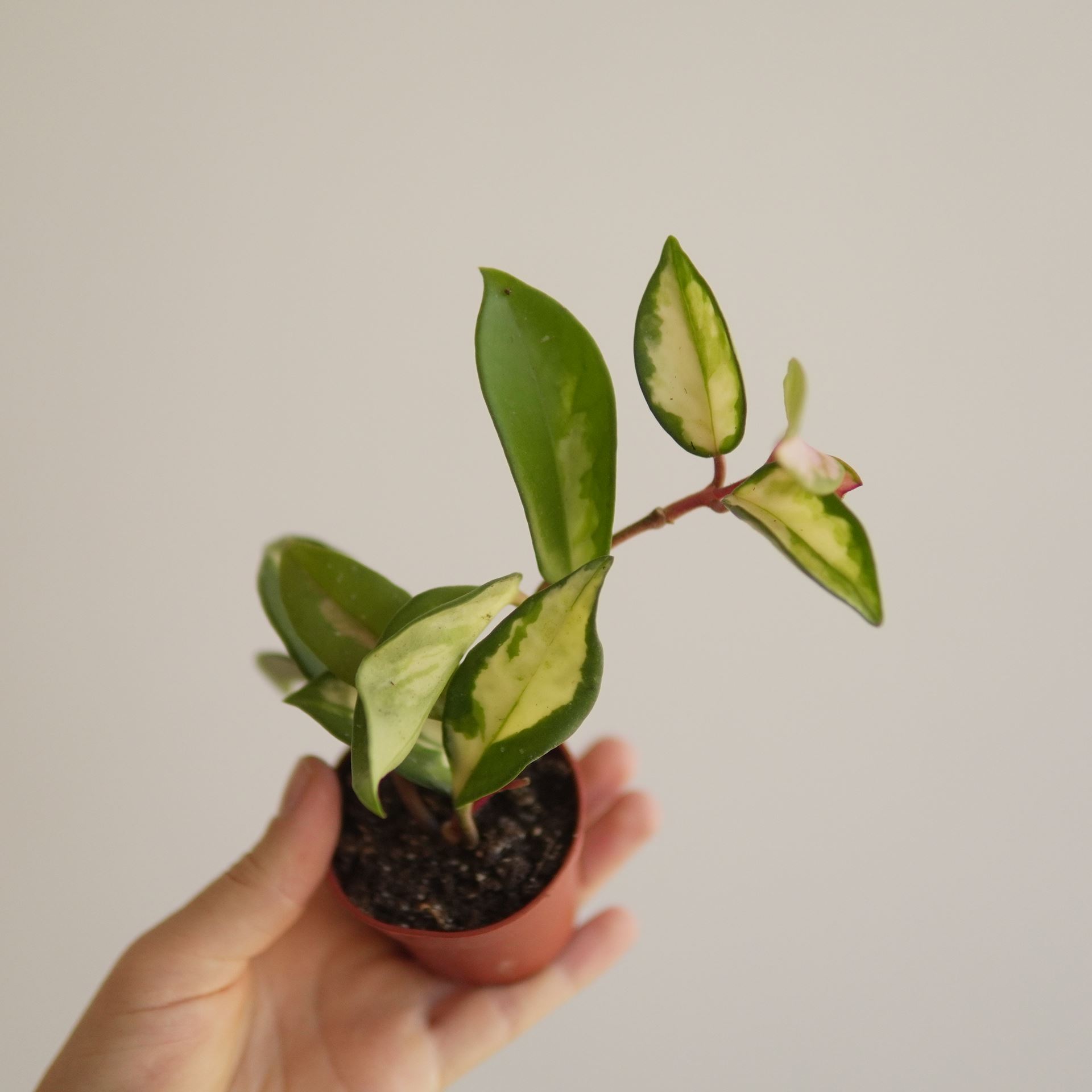HOYA KRIMSON QUEEN