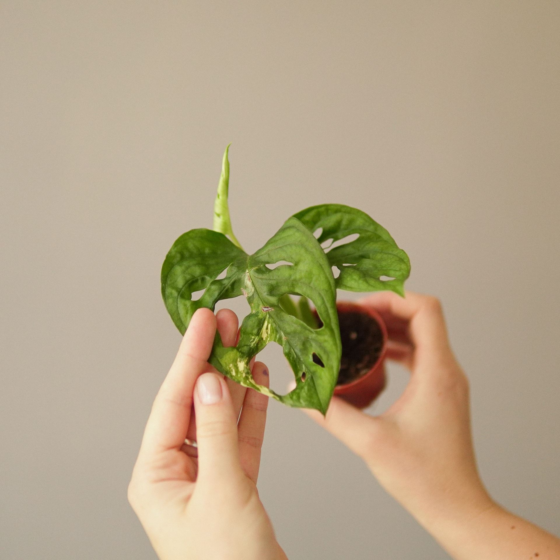 Monstera Adansonii Bont Variegata