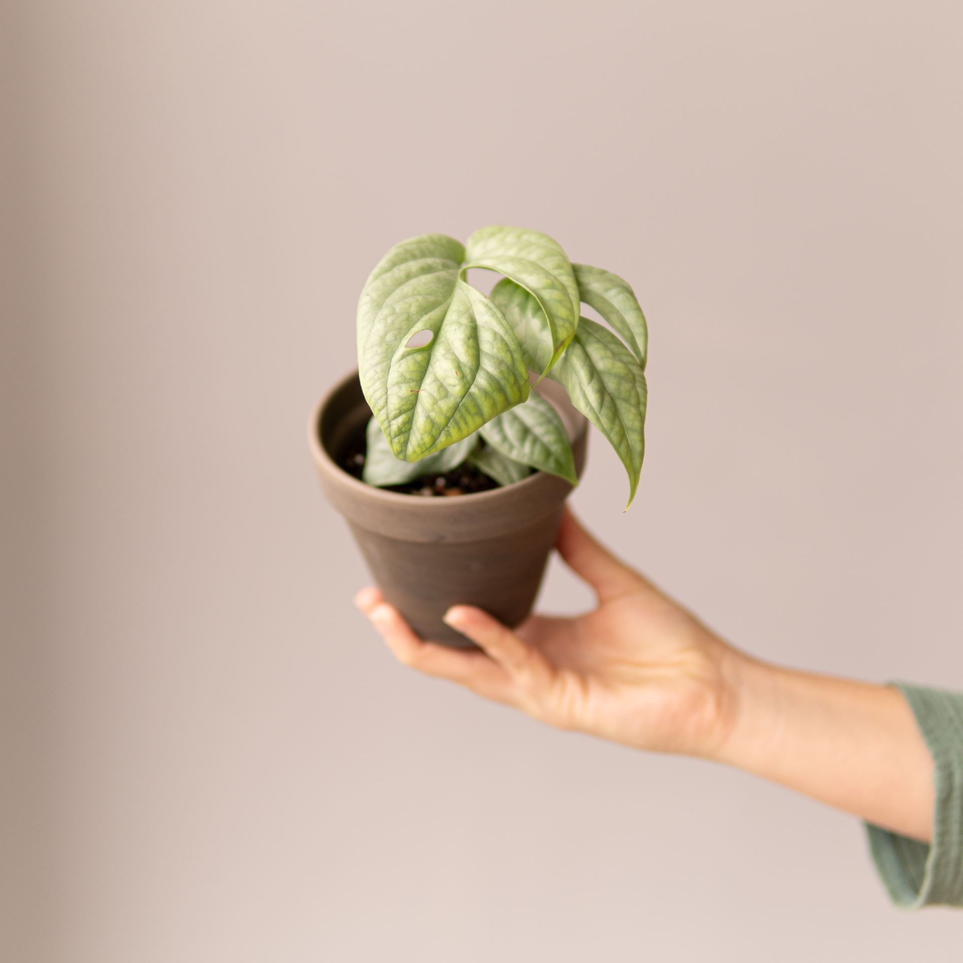 MONSTERA MEDIUM SILVER