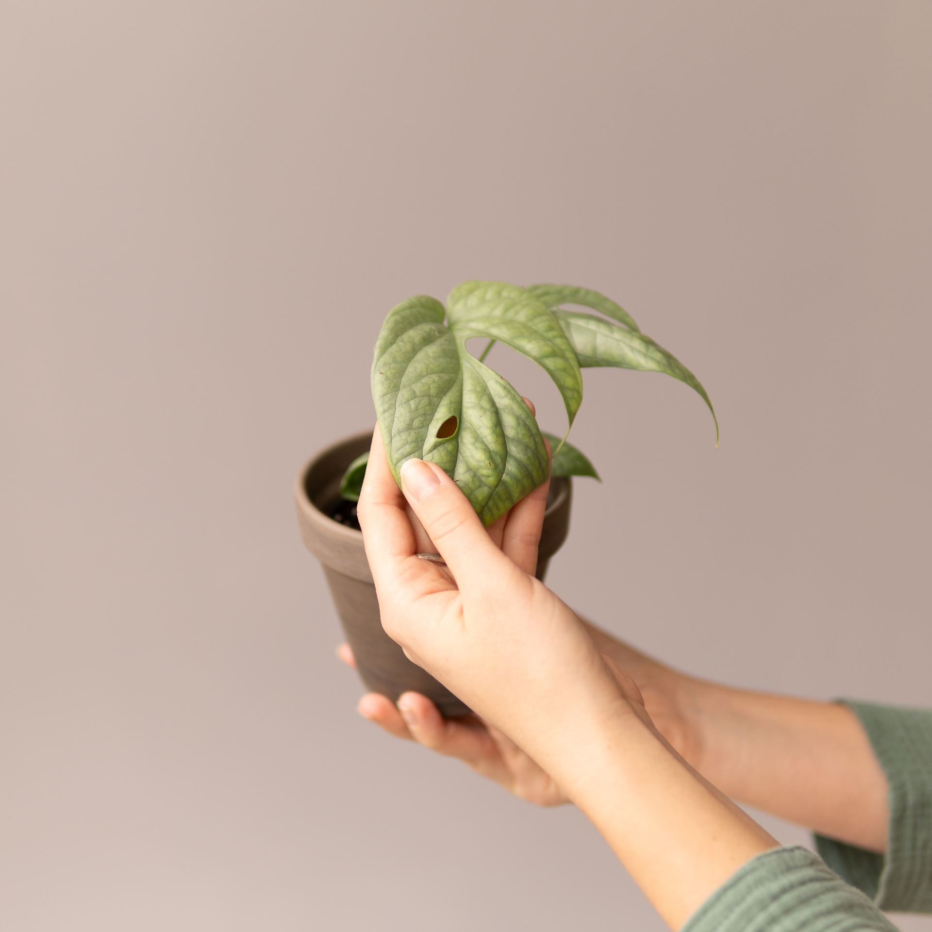 MONSTERA MEDIUM SILVER