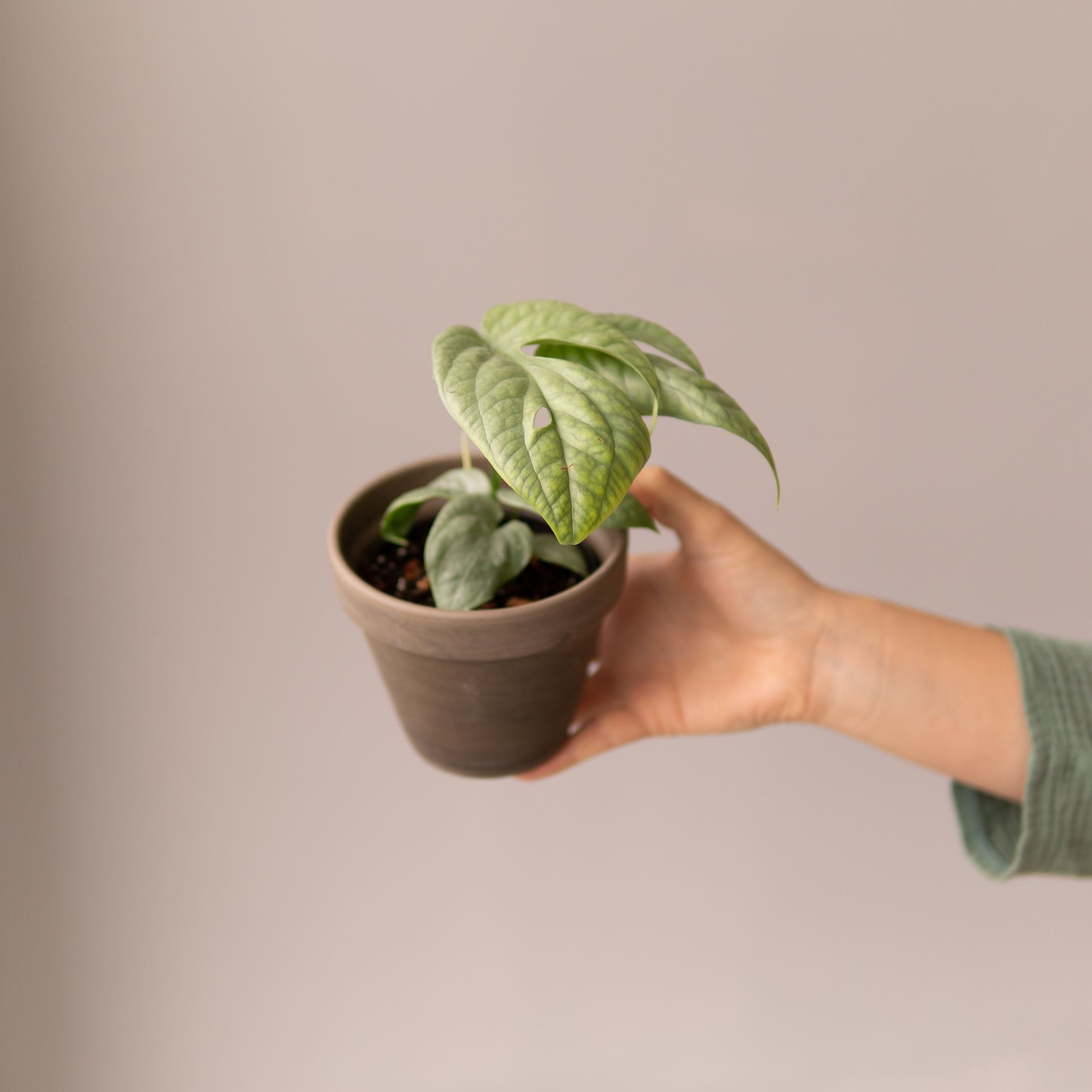 MONSTERA MEDIUM SILVER