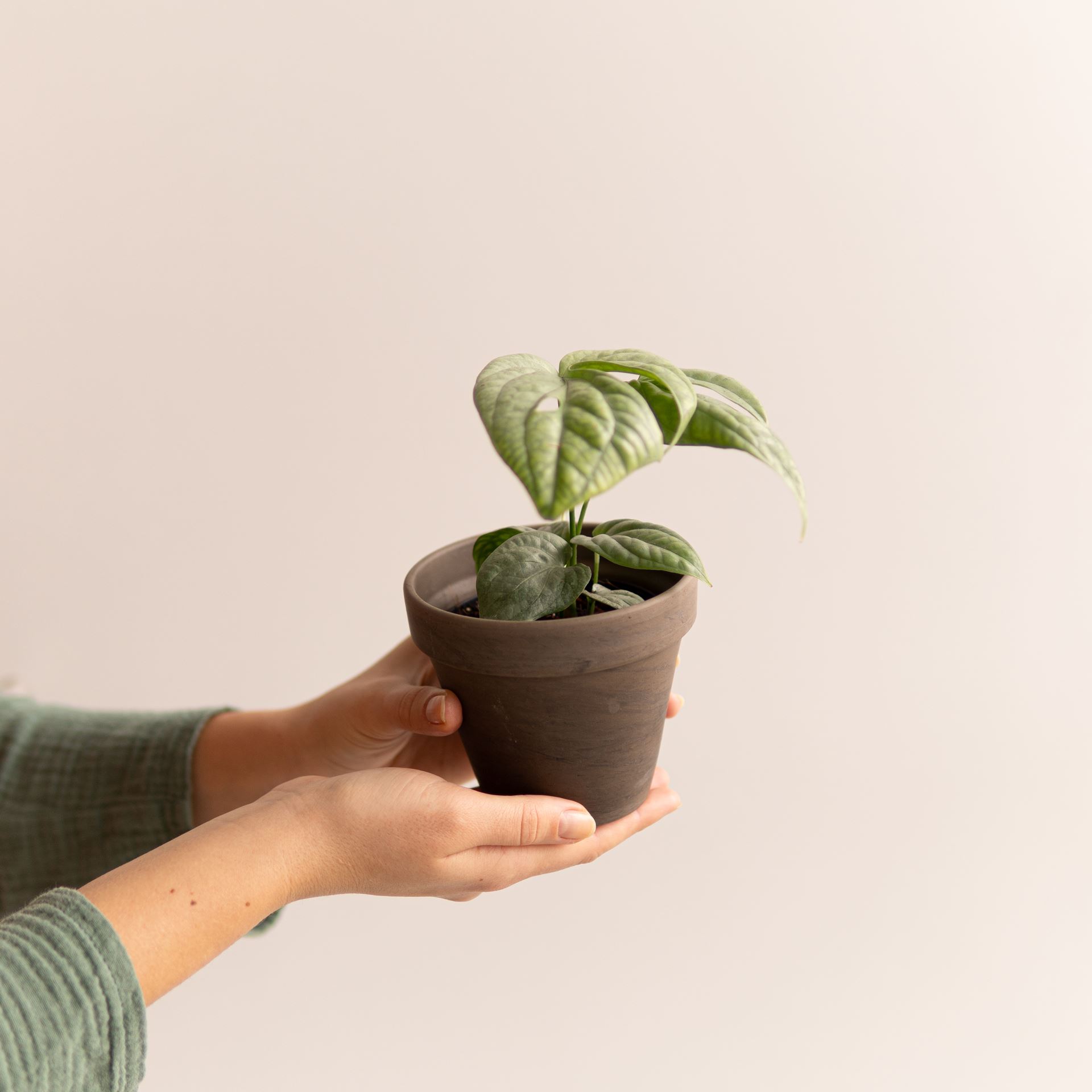 MONSTERA MEDIUM SILVER