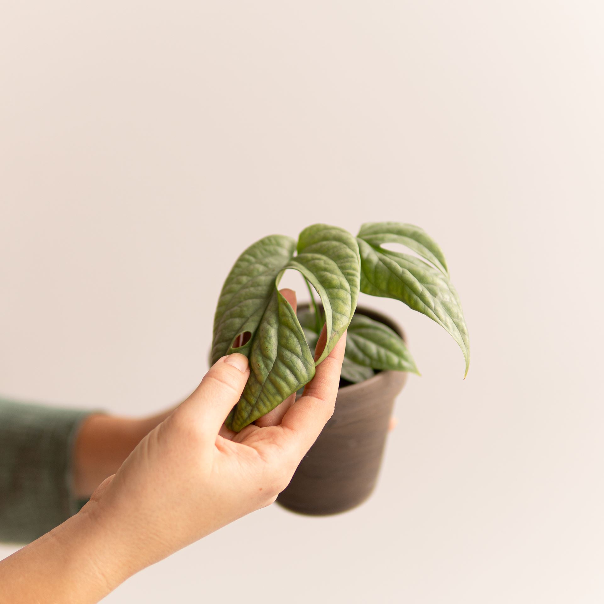 MONSTERA MEDIUM SILVER