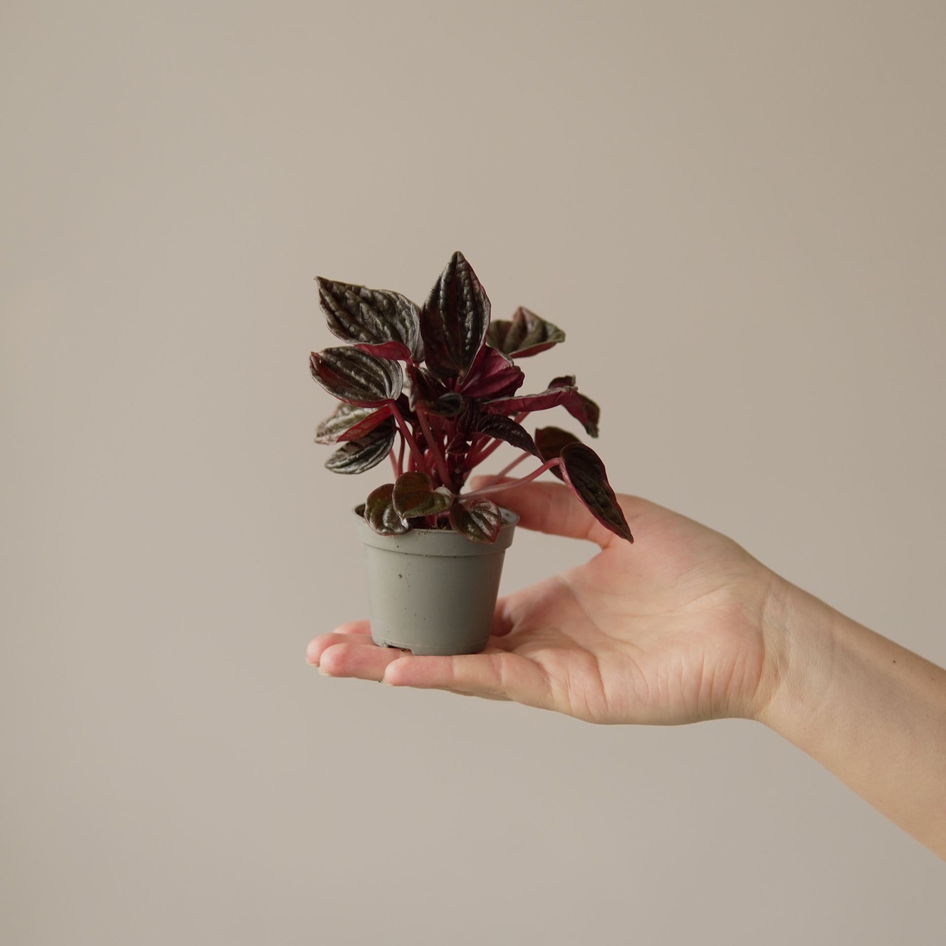 PEPEROMIA CAPERATA MONTEVIDEO