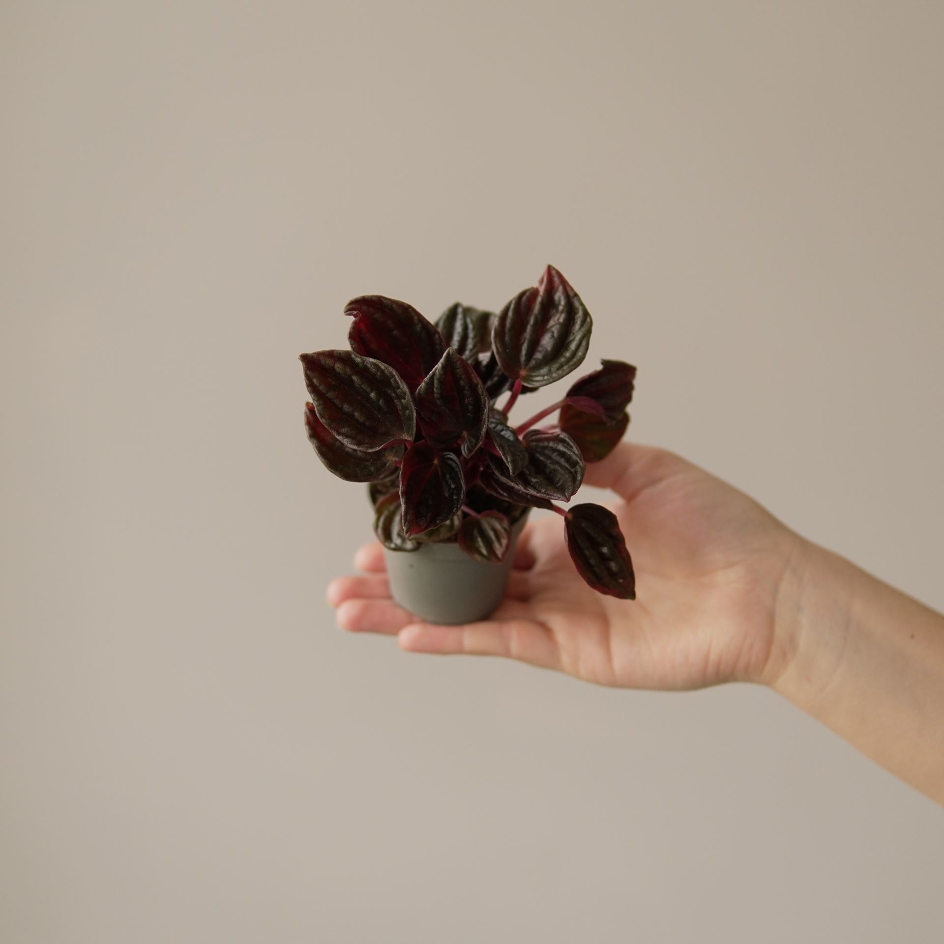 PEPEROMIA CAPERATA MONTEVIDEO