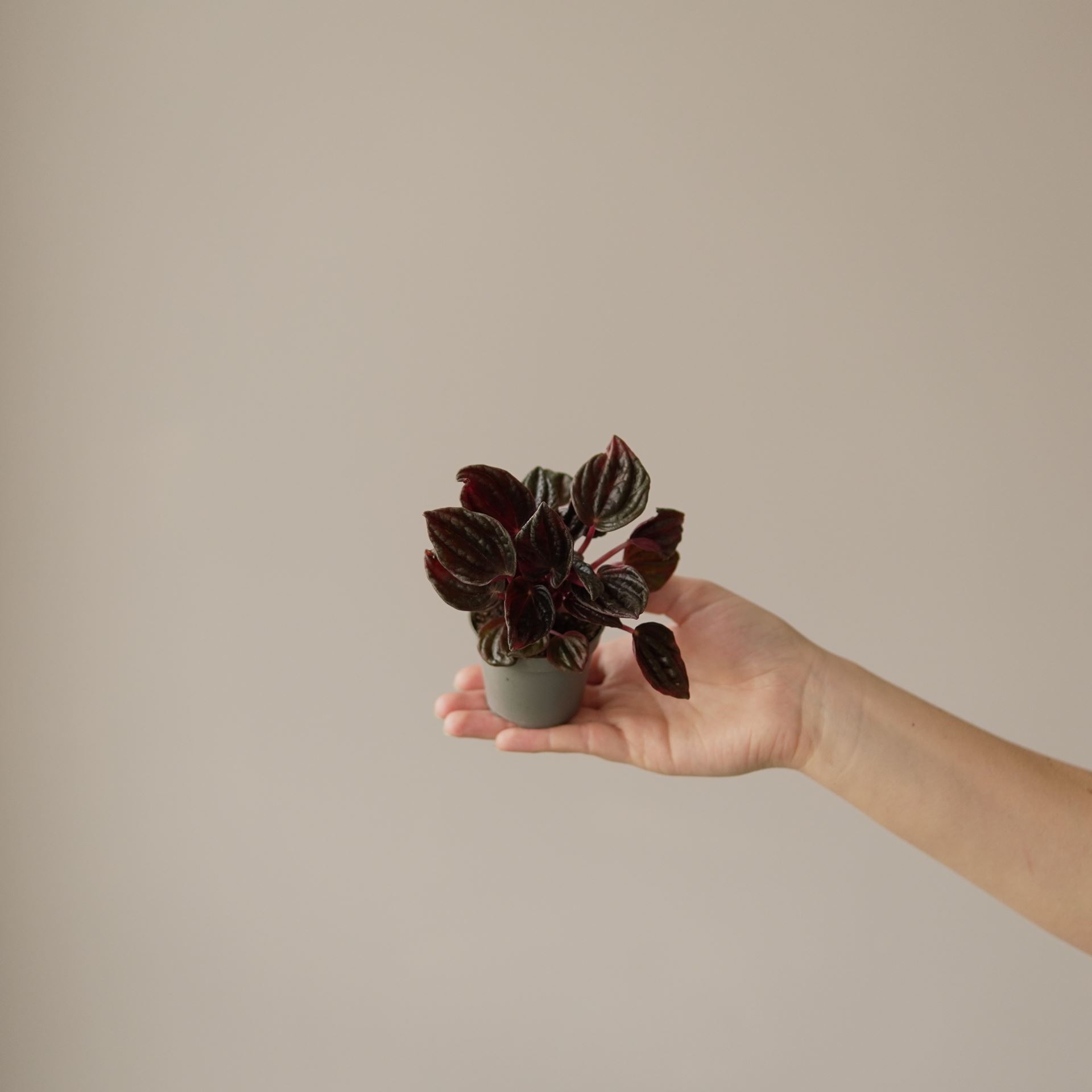 PEPEROMIA CAPERATA MONTEVIDEO
