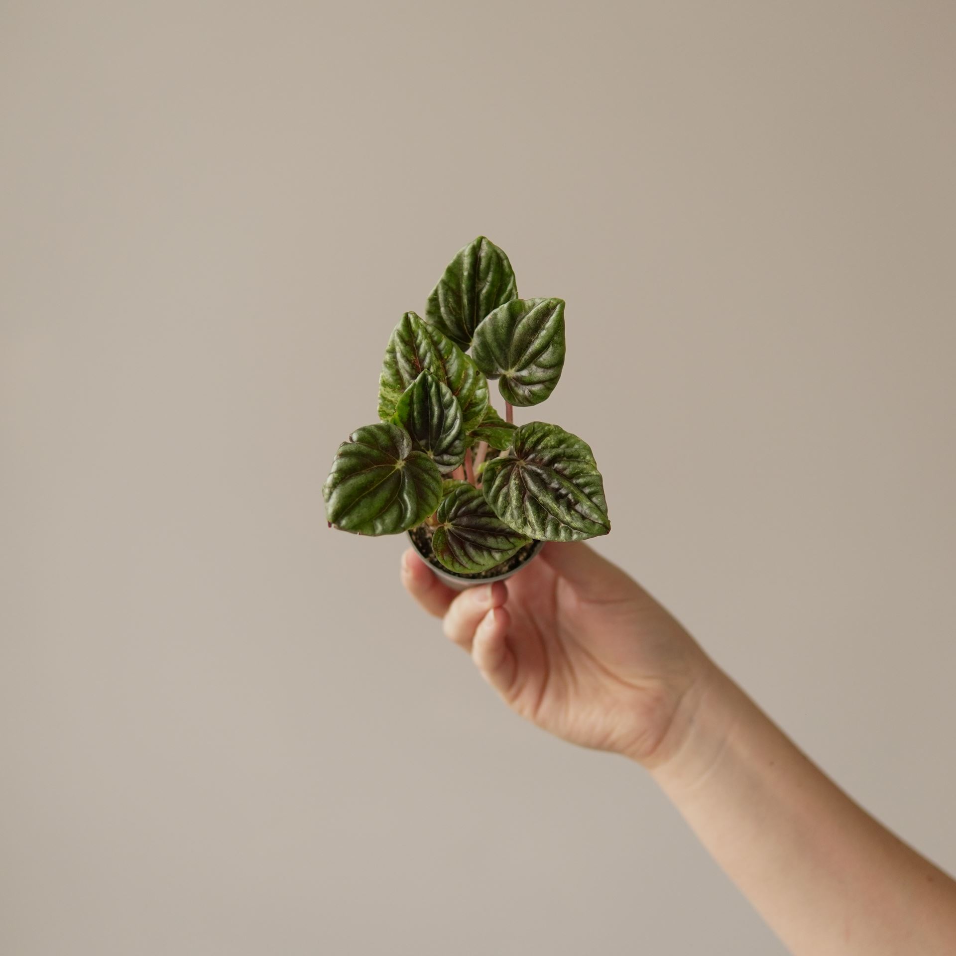 PEPEROMIA HELIOS VARIEGATA