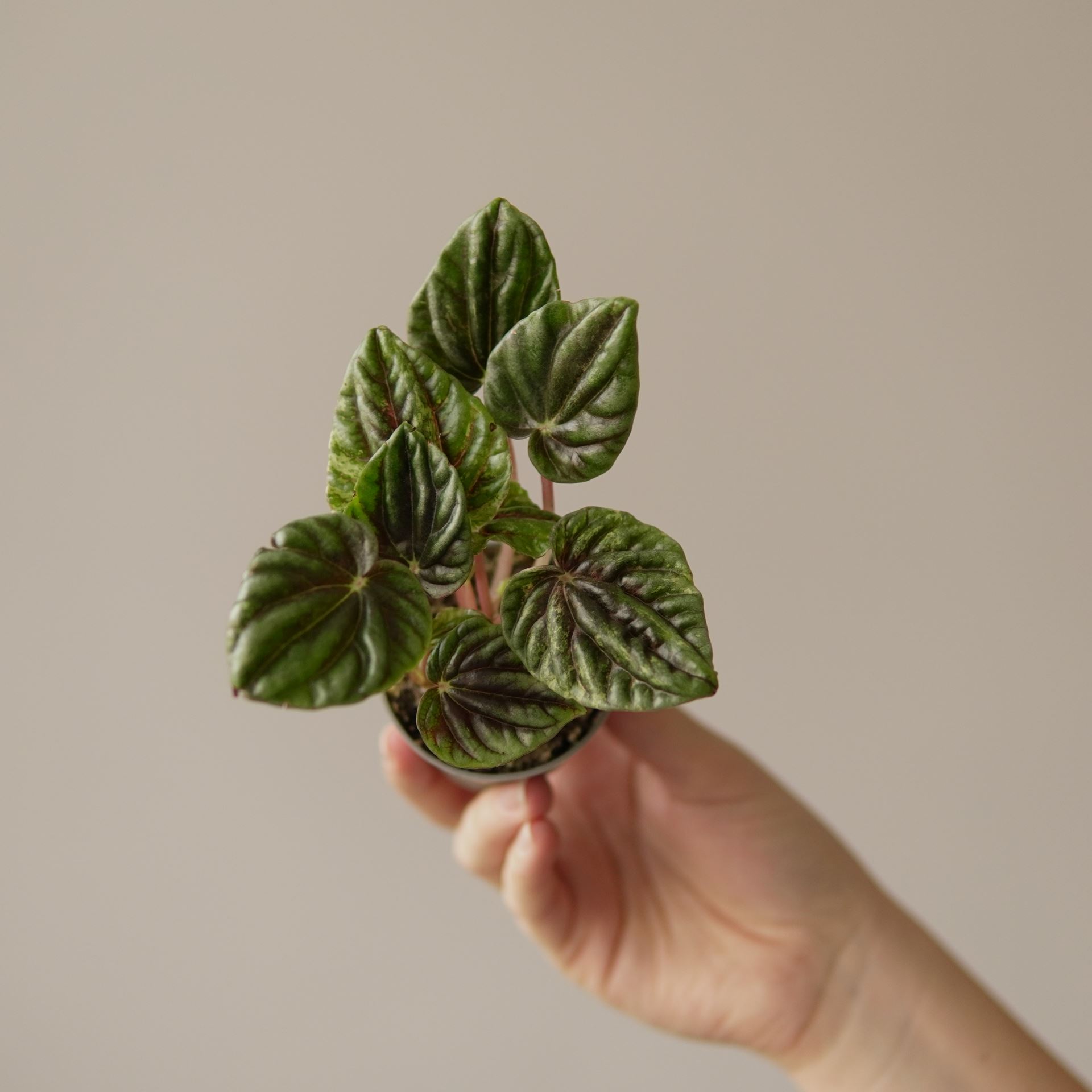 PEPEROMIA HELIOS VARIEGATA