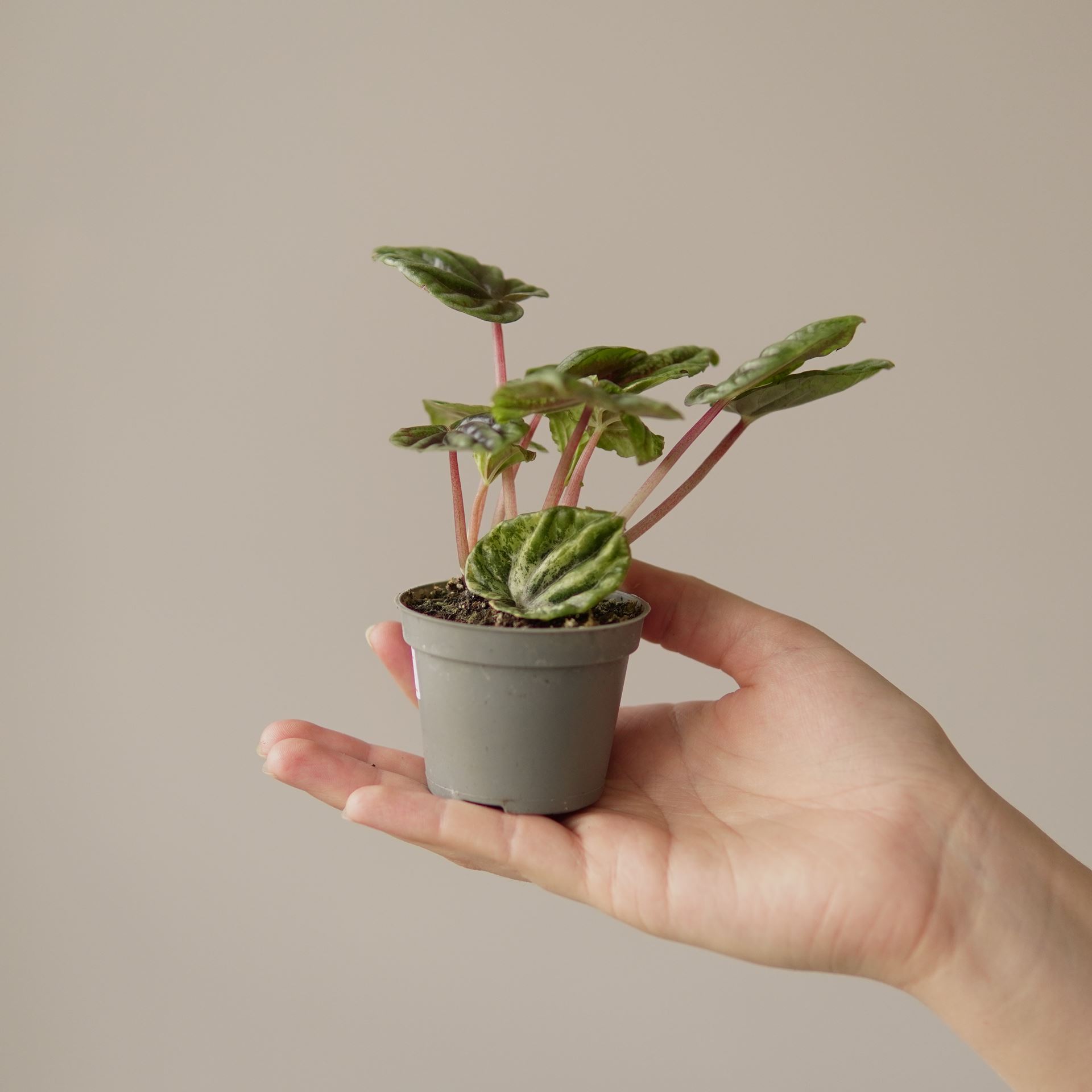PEPEROMIA HELIOS VARIEGATA