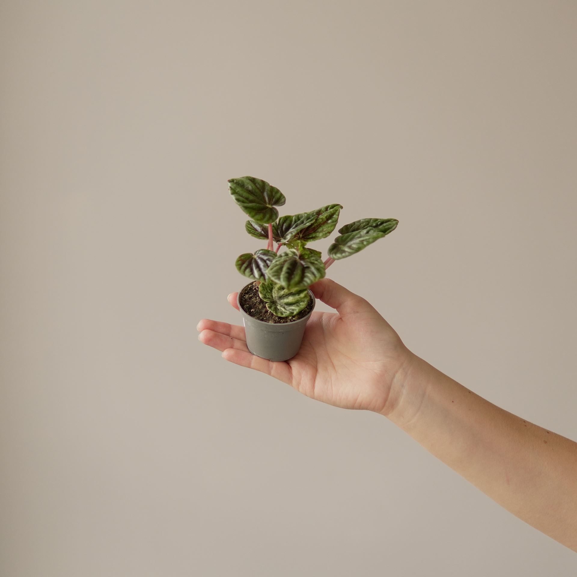 PEPEROMIA HELIOS VARIEGATA