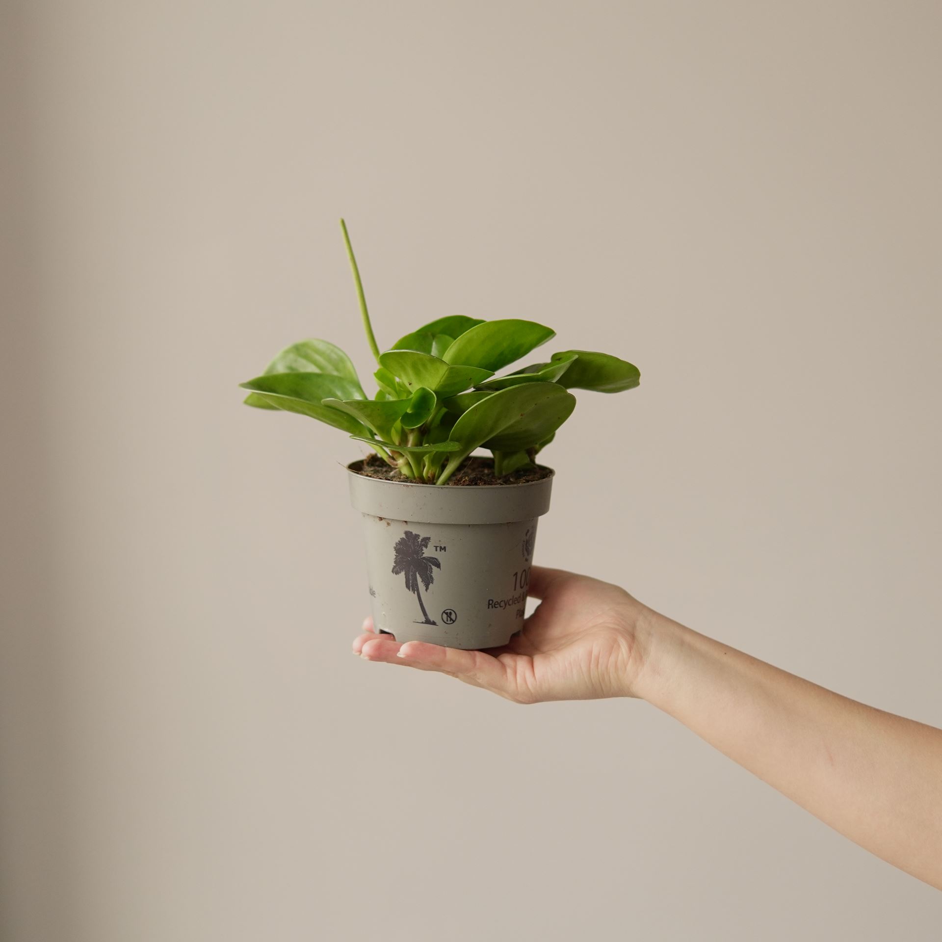 PEPEROMIA OBTUSIFOLIA LEMON LIME