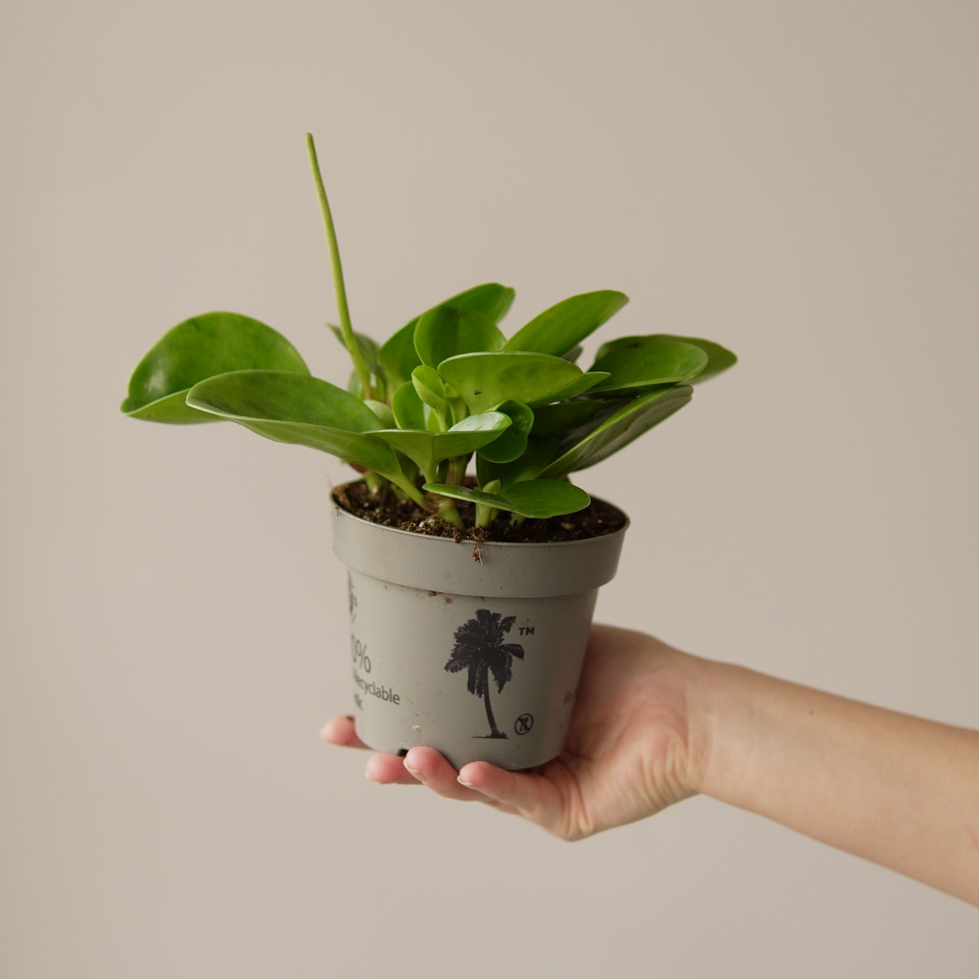 PEPEROMIA OBTUSIFOLIA LEMON LIME