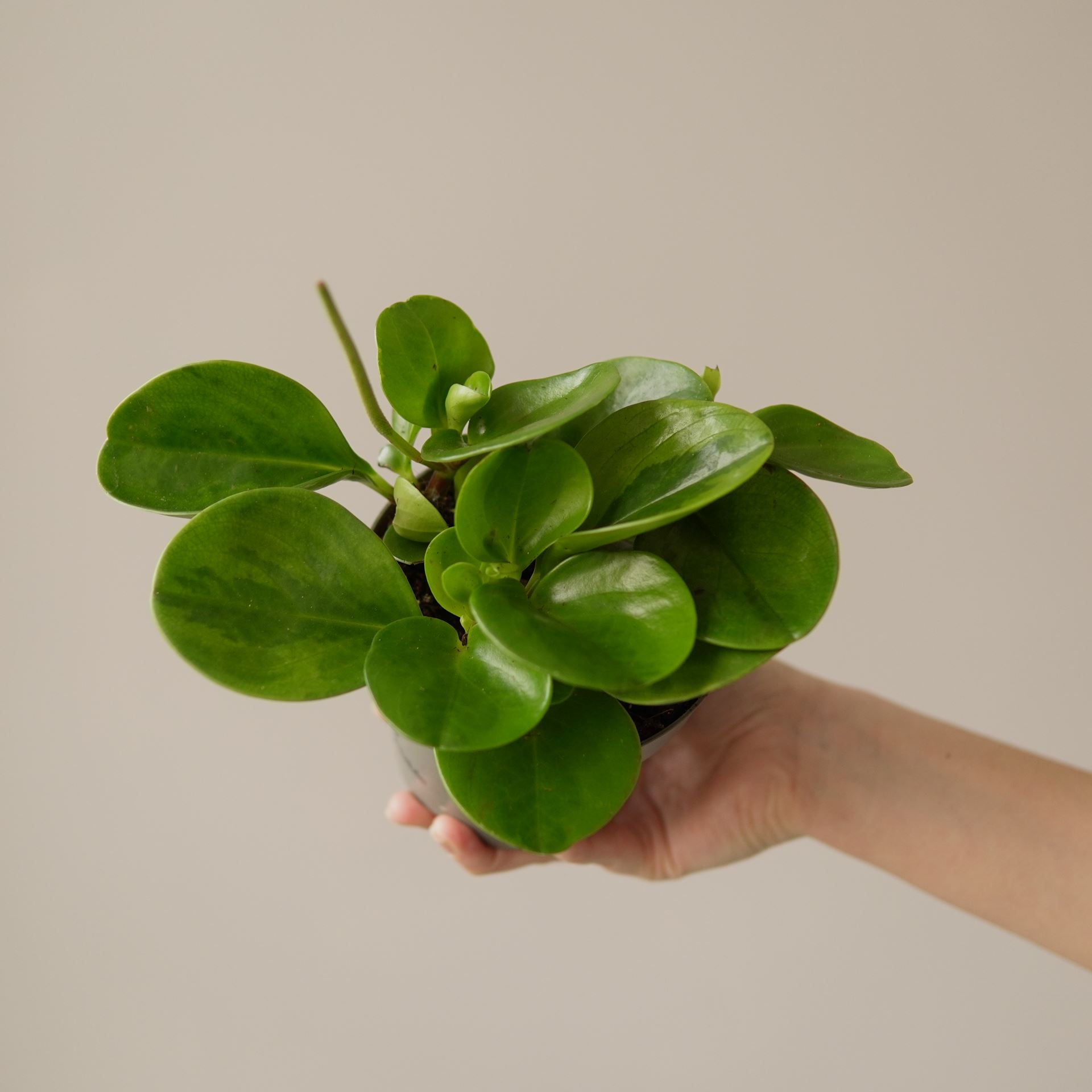 PEPEROMIA OBTUSIFOLIA LEMON LIME