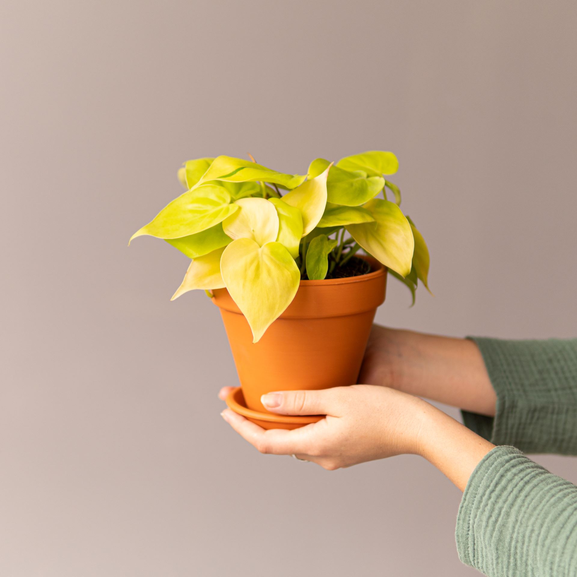 PHILODENDRON LEMON LIME