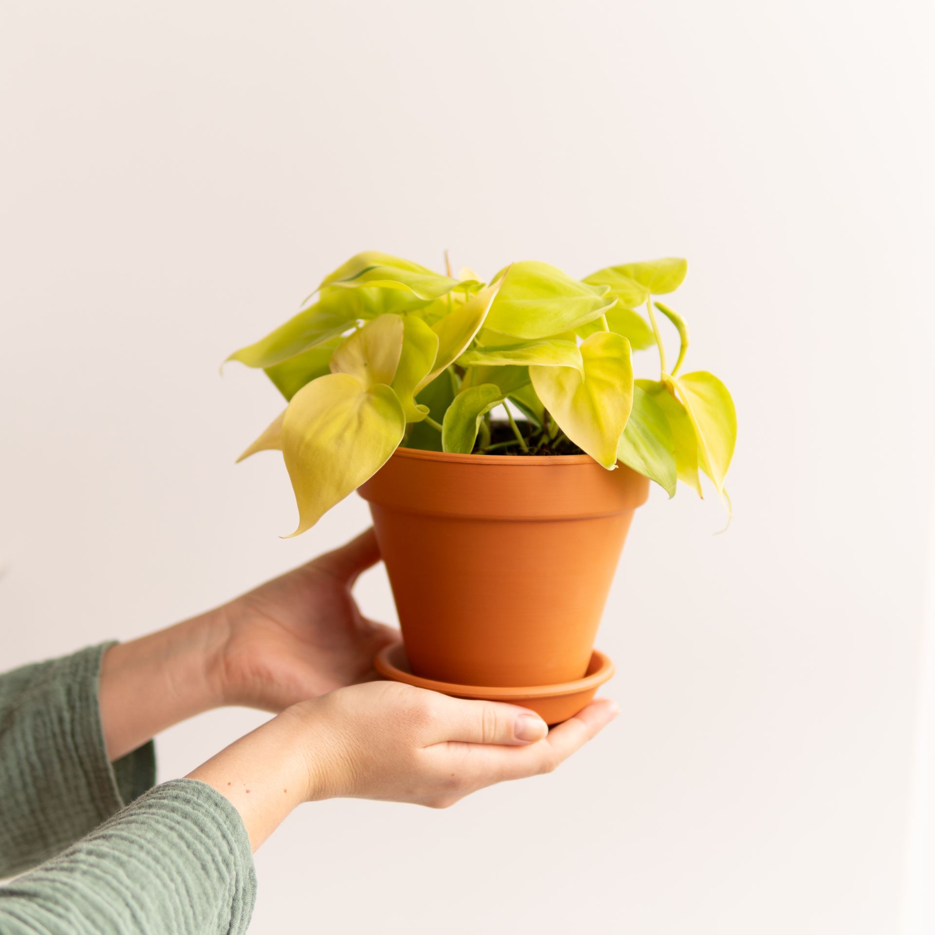 PHILODENDRON LEMON LIME