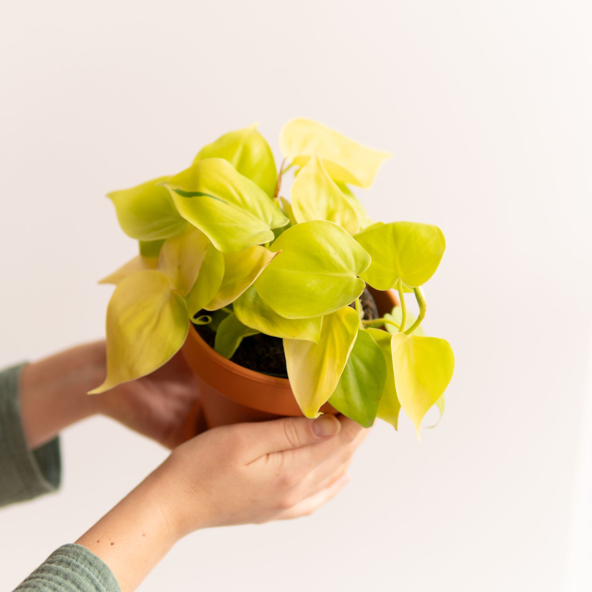 PHILODENDRON LEMON LIME