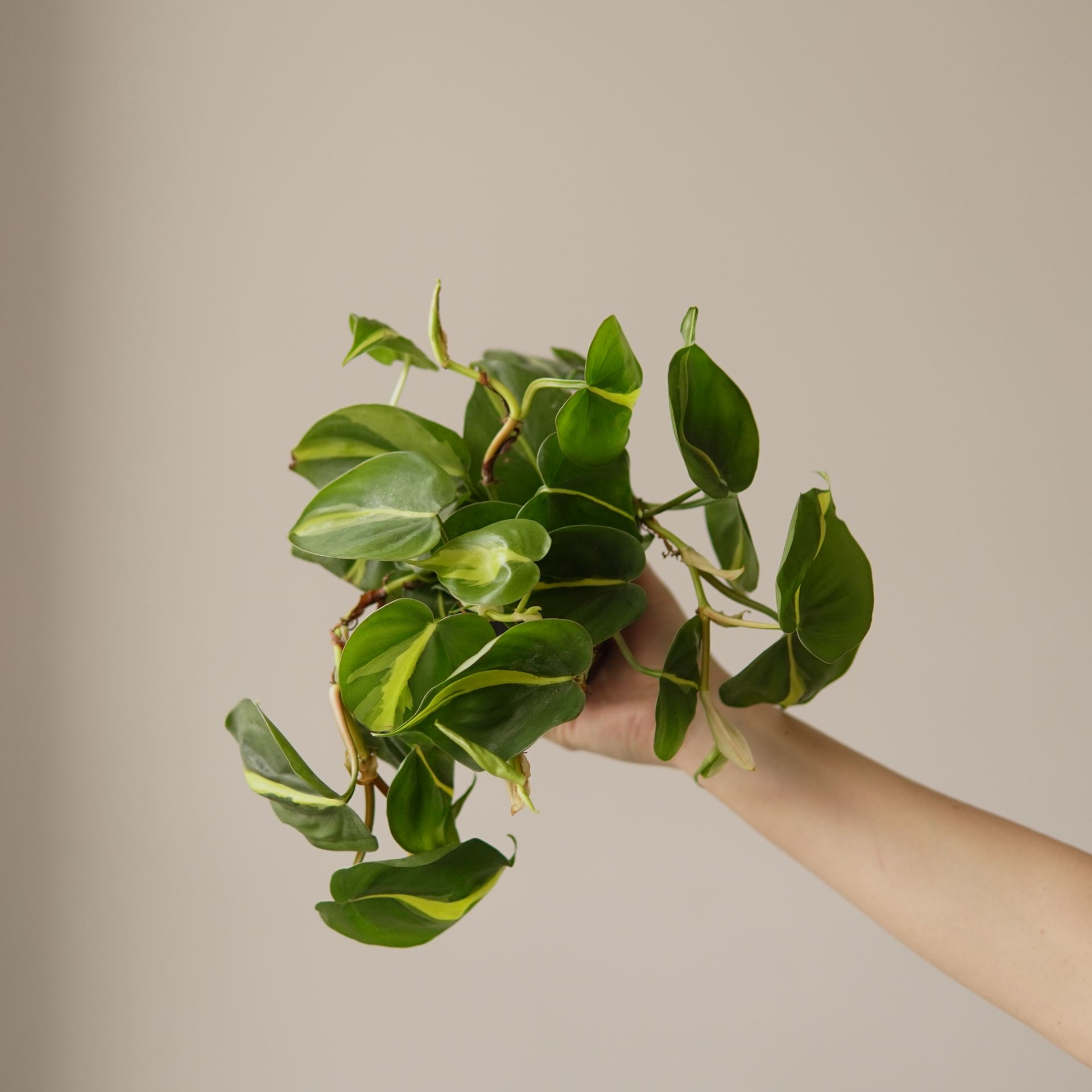PHILODENDRON SCANDENS BRASIL