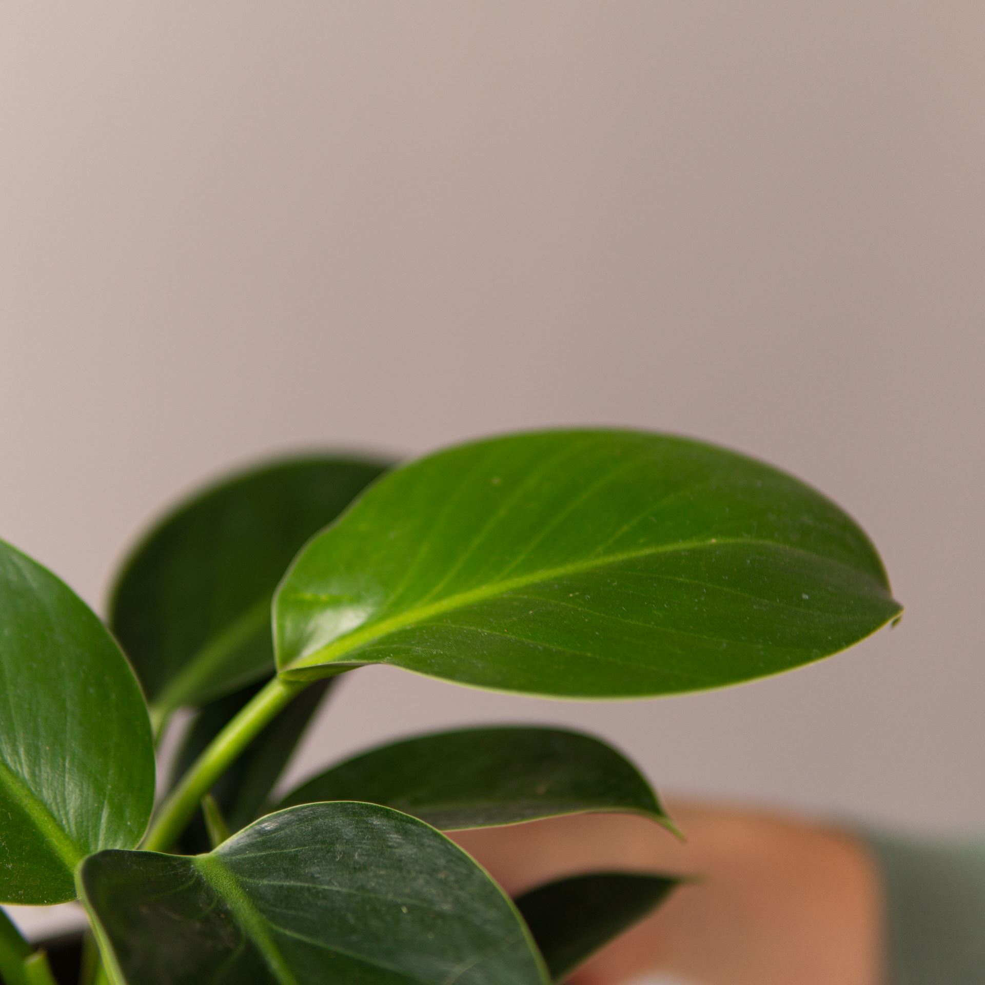 PHILODENDRON GREEN PRINCESS