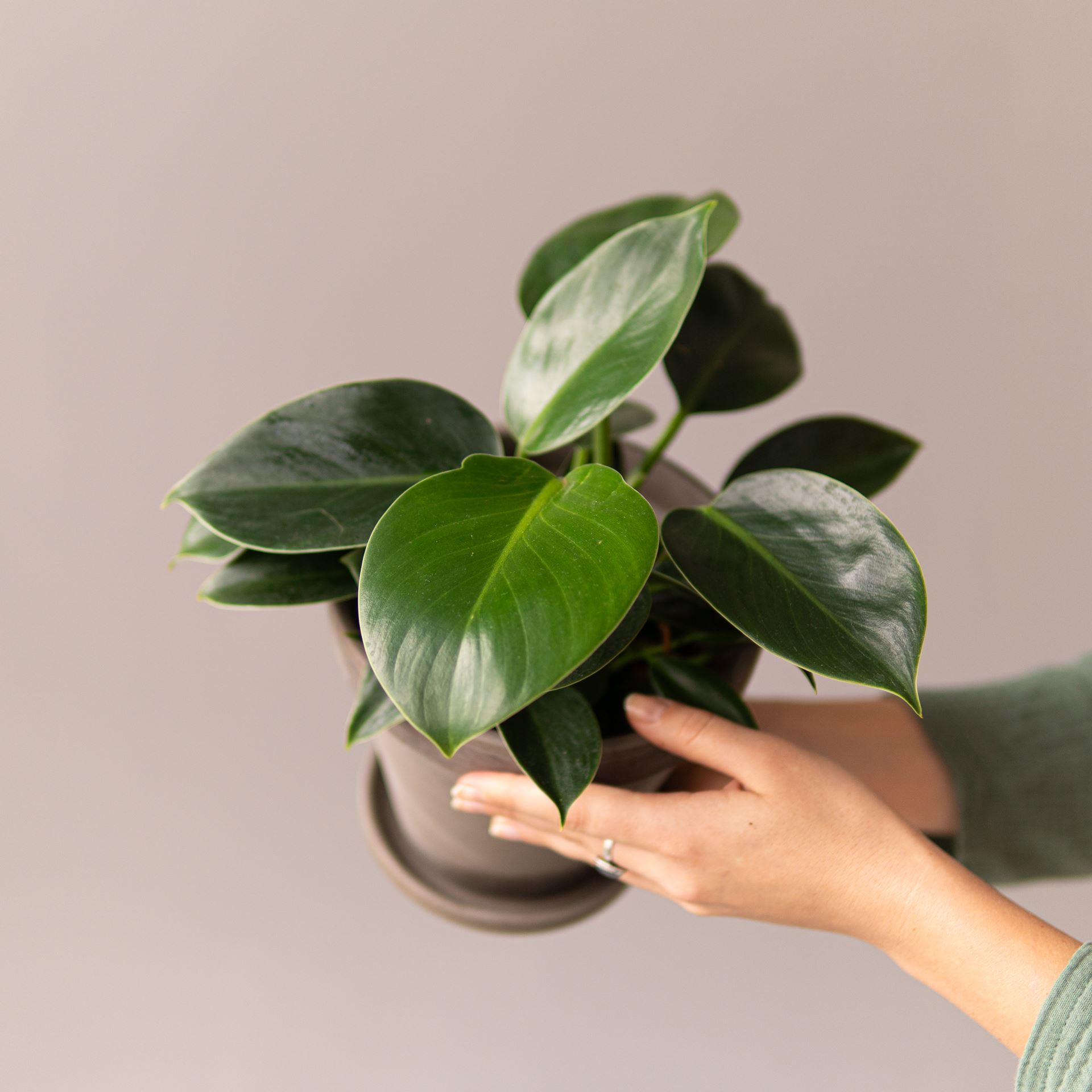 PHILODENDRON GREEN PRINCESS