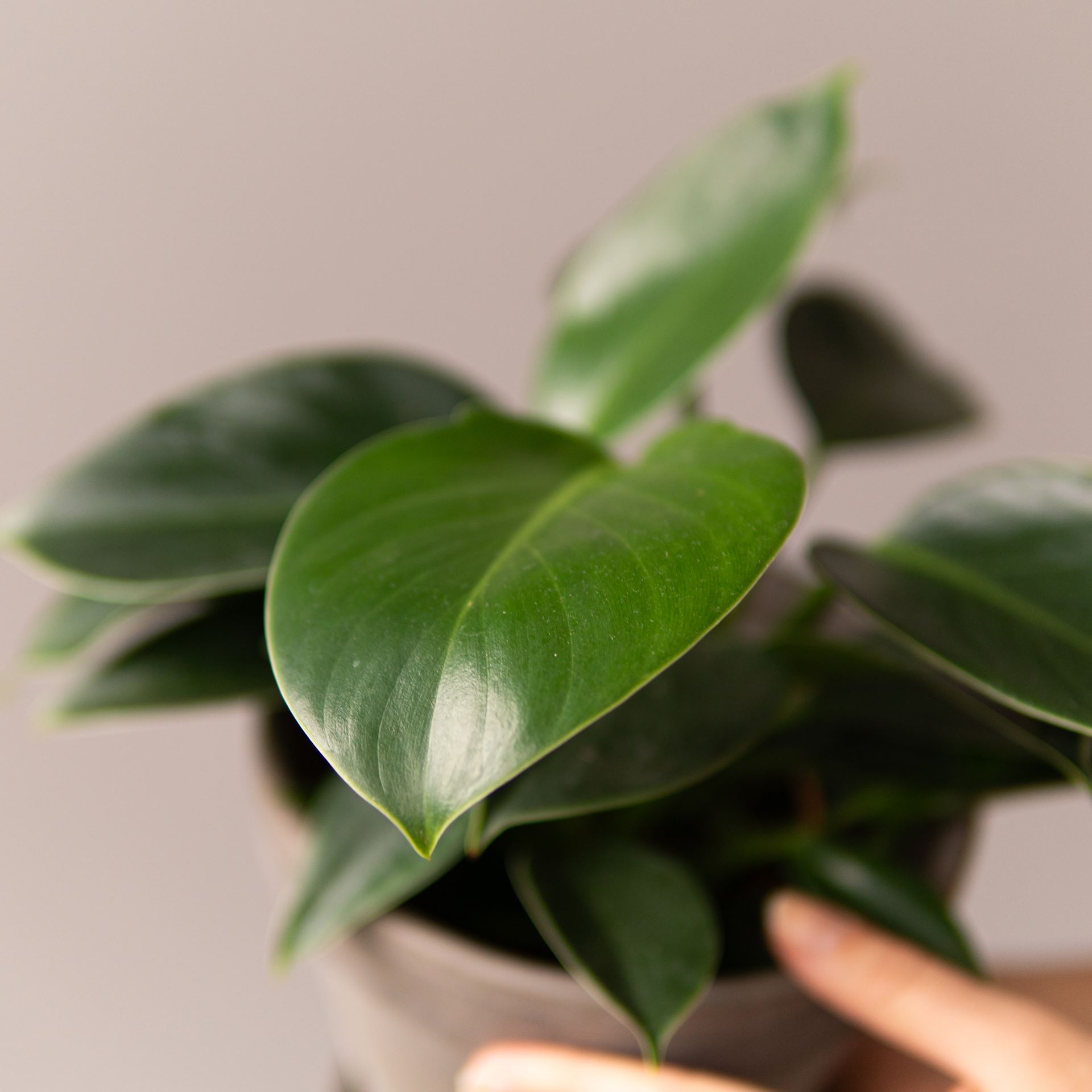 PHILODENDRON GREEN PRINCESS