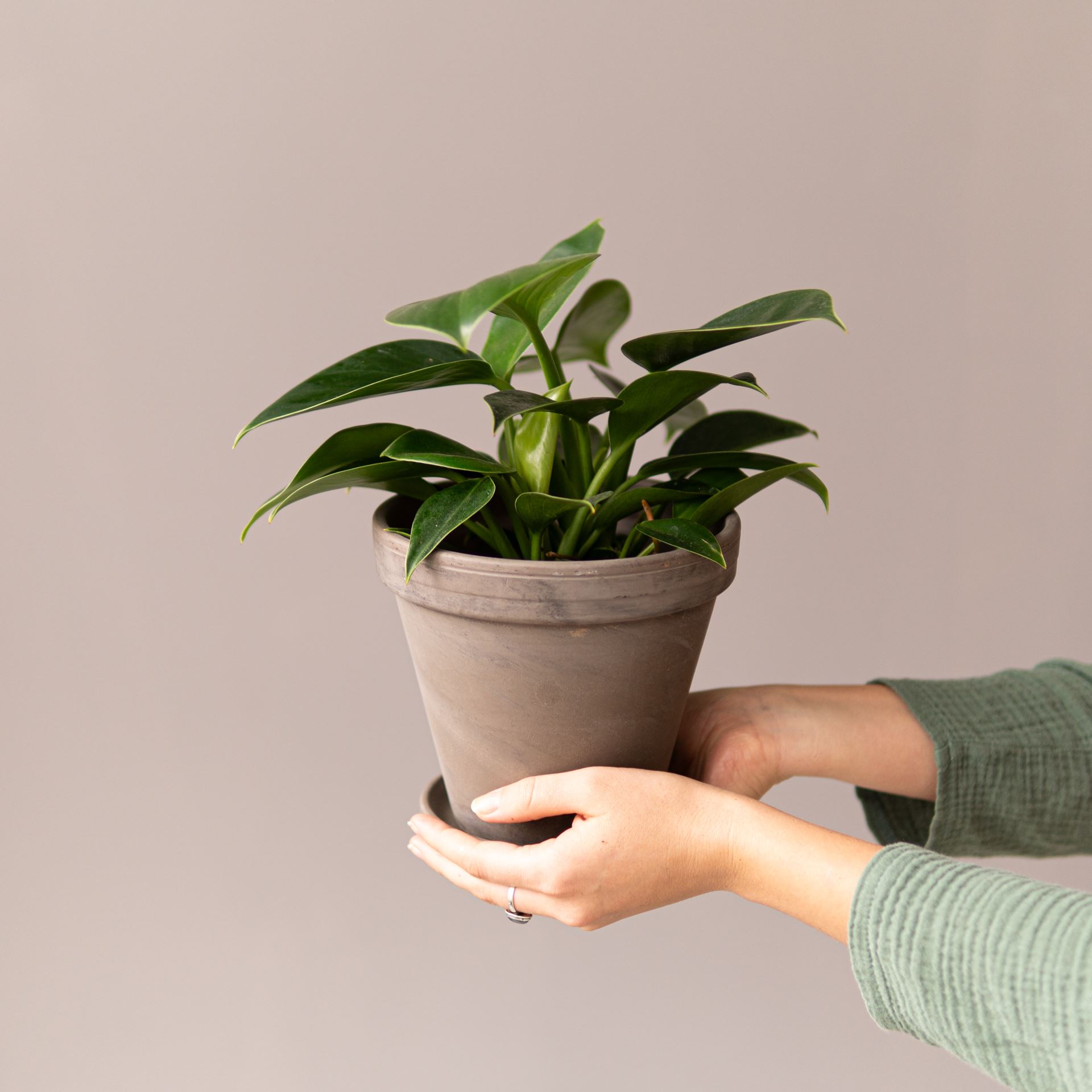 PHILODENDRON GREEN PRINCESS