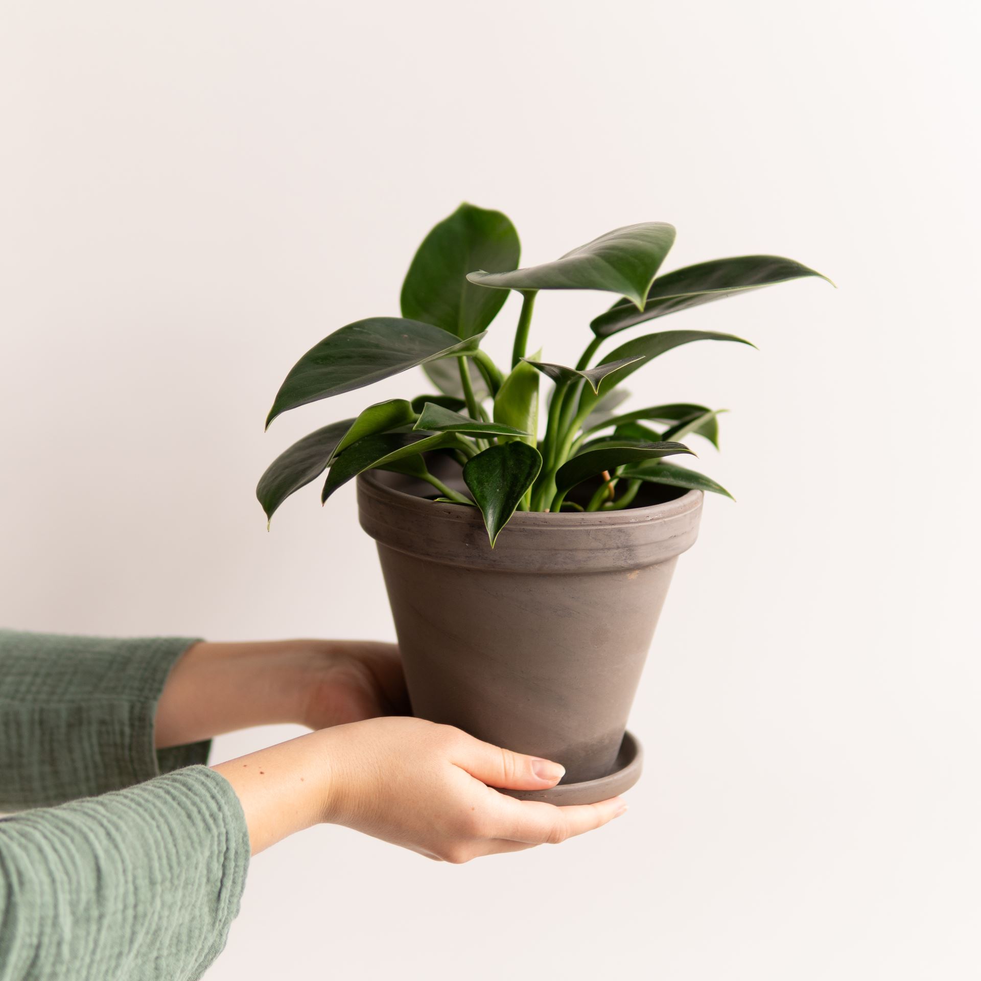 PHILODENDRON GREEN PRINCESS