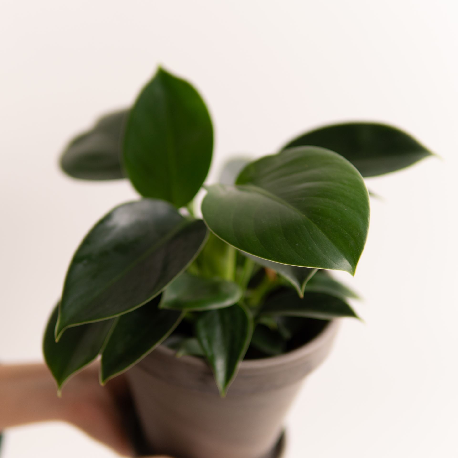 PHILODENDRON GREEN PRINCESS
