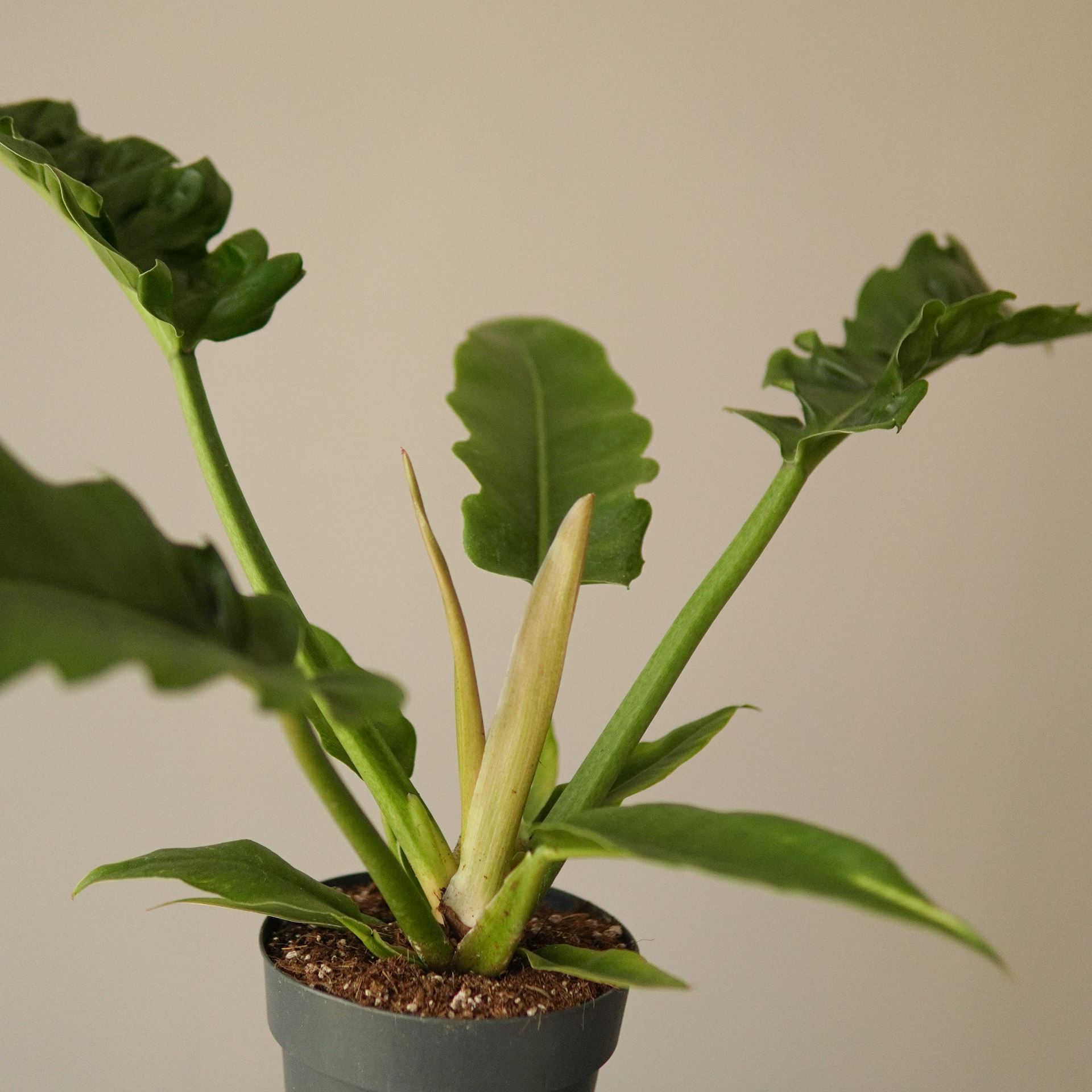 philodendron narrow escape