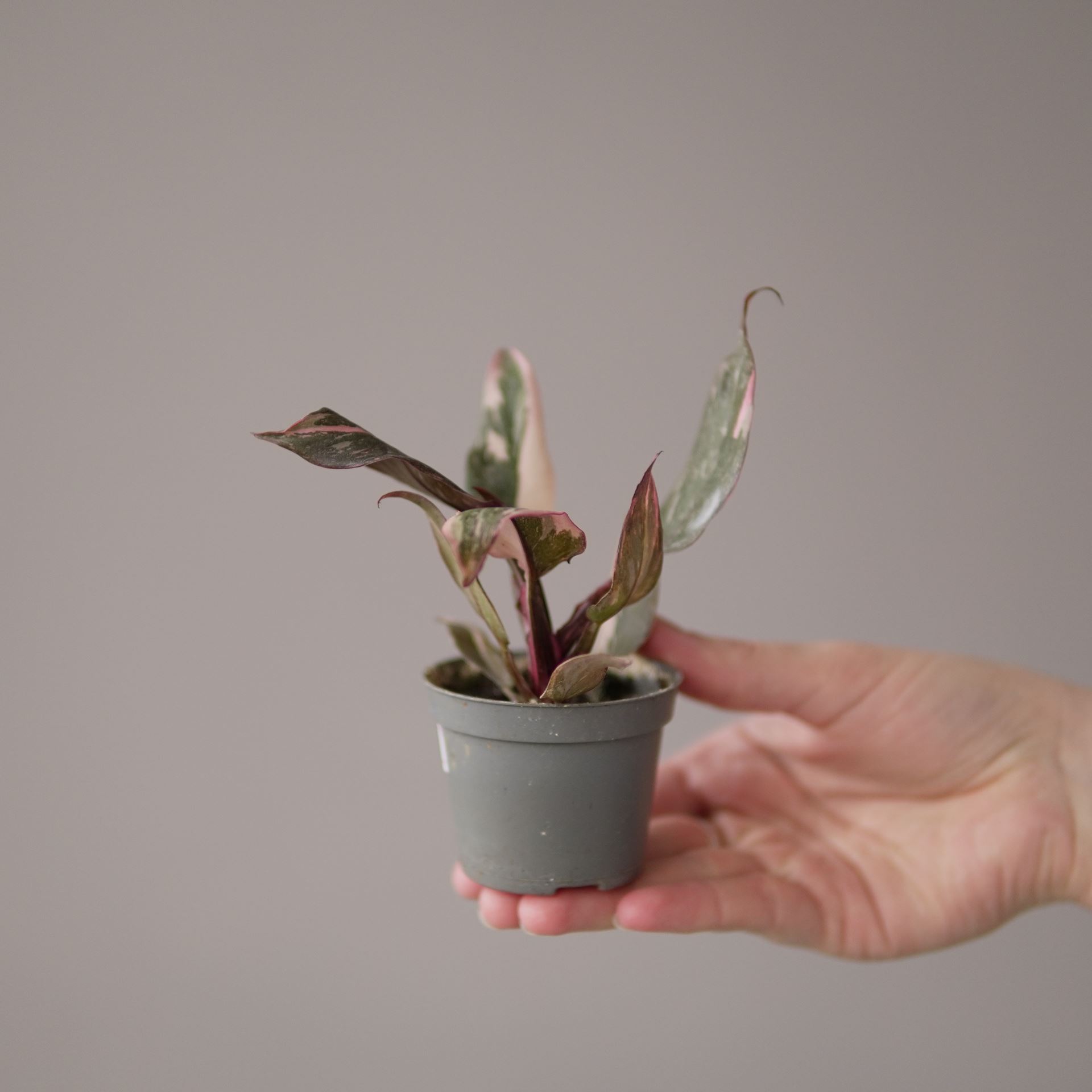 PHILODENDRON PINK PRINCESS MARBLE