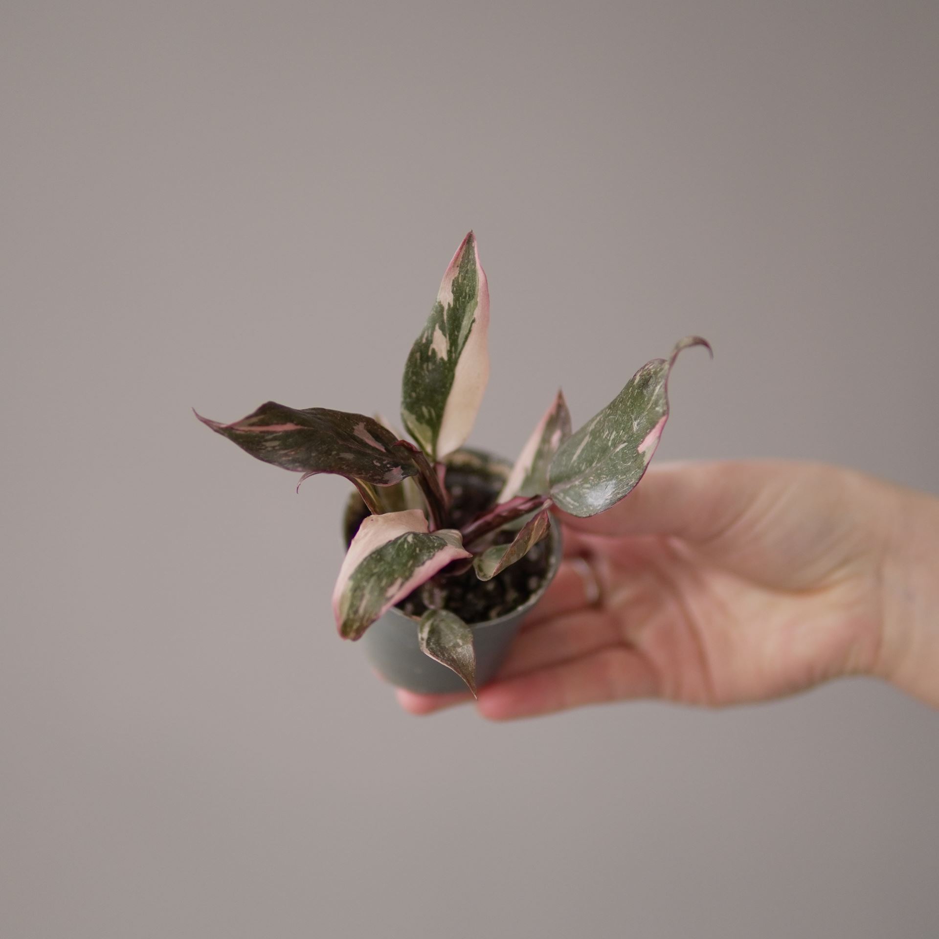 PHILODENDRON PINK PRINCESS MARBLE