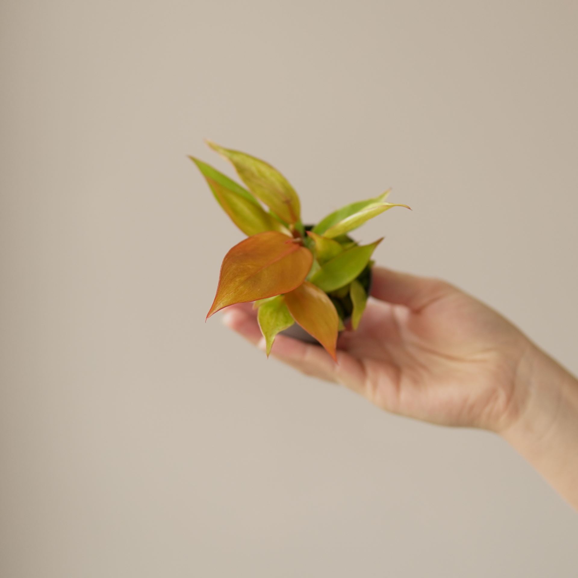 PHILODENDRON PRINCE OF ORANGE