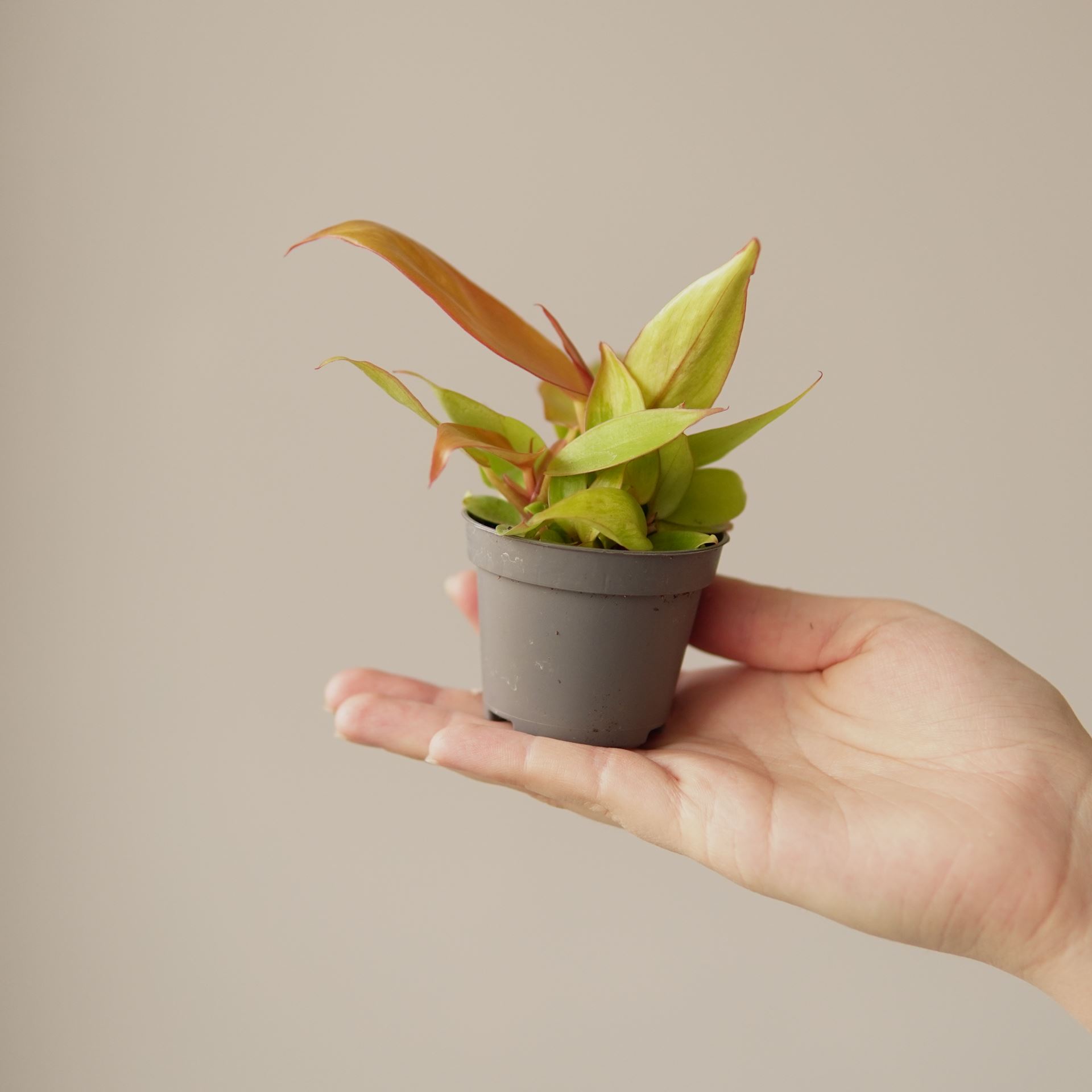PHILODENDRON PRINCE OF ORANGE