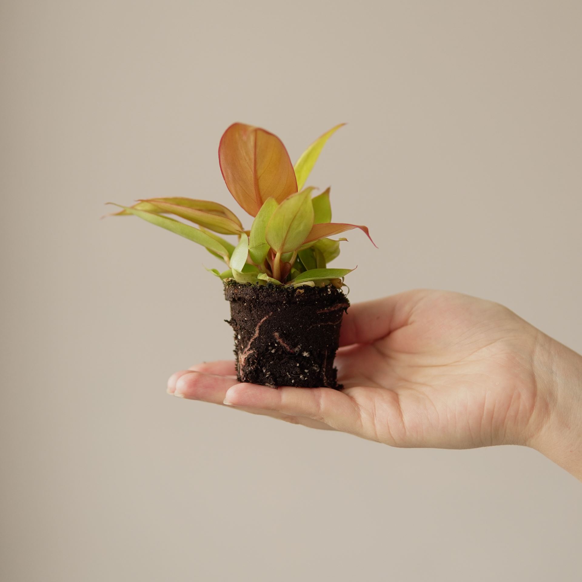 PHILODENDRON PRINCE OF ORANGE
