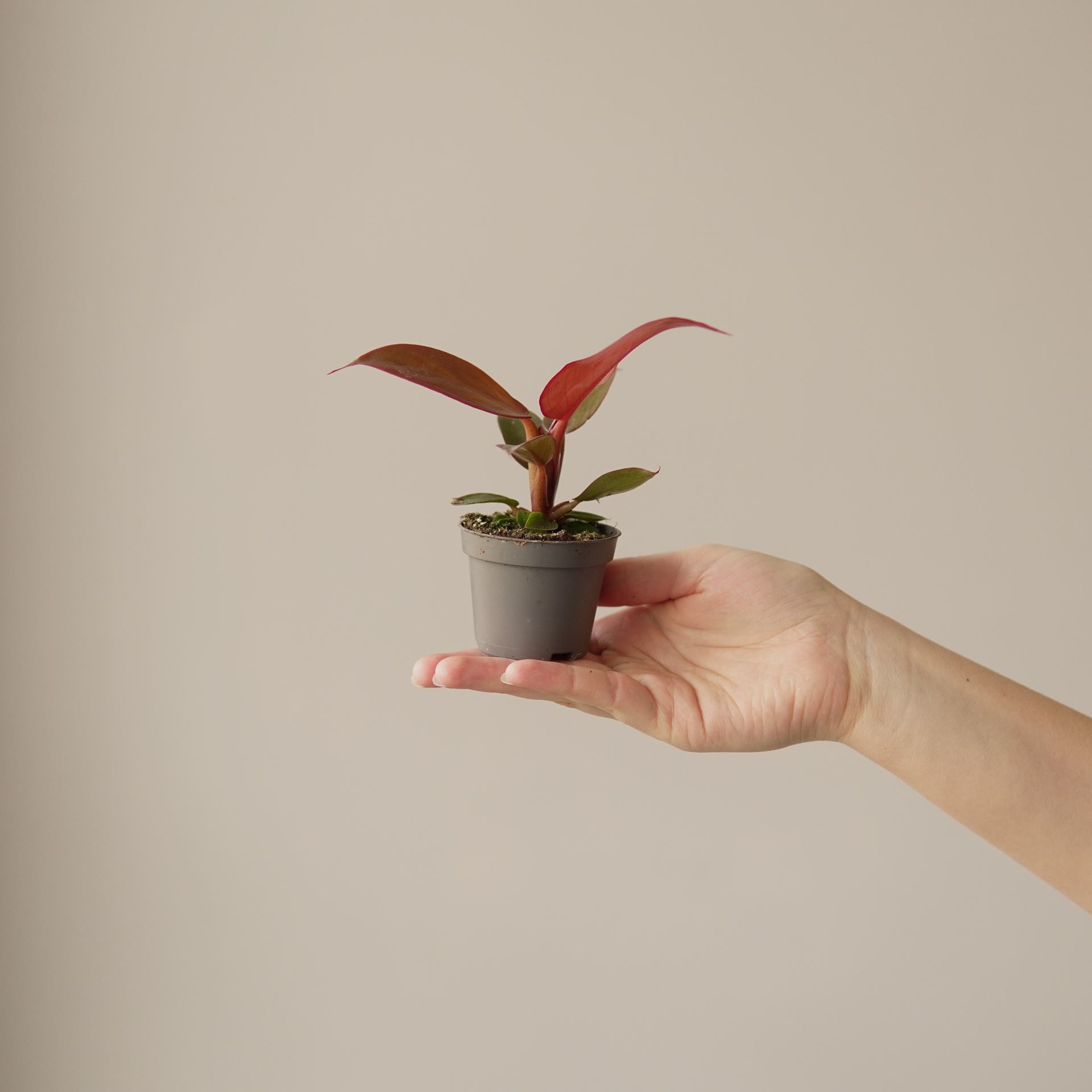PHILODENDRON RED SUN