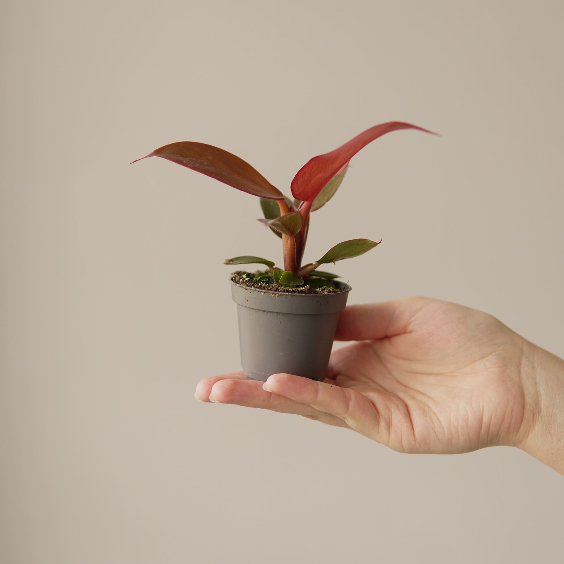 PHILODENDRON RED SUN