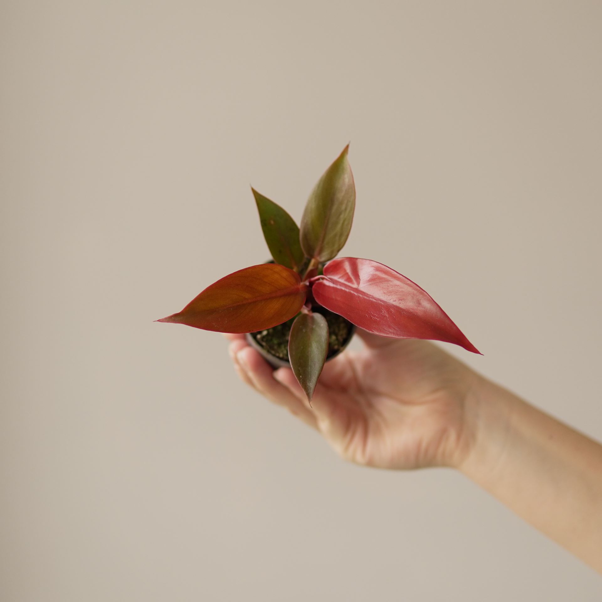 PHILODENDRON RED SUN