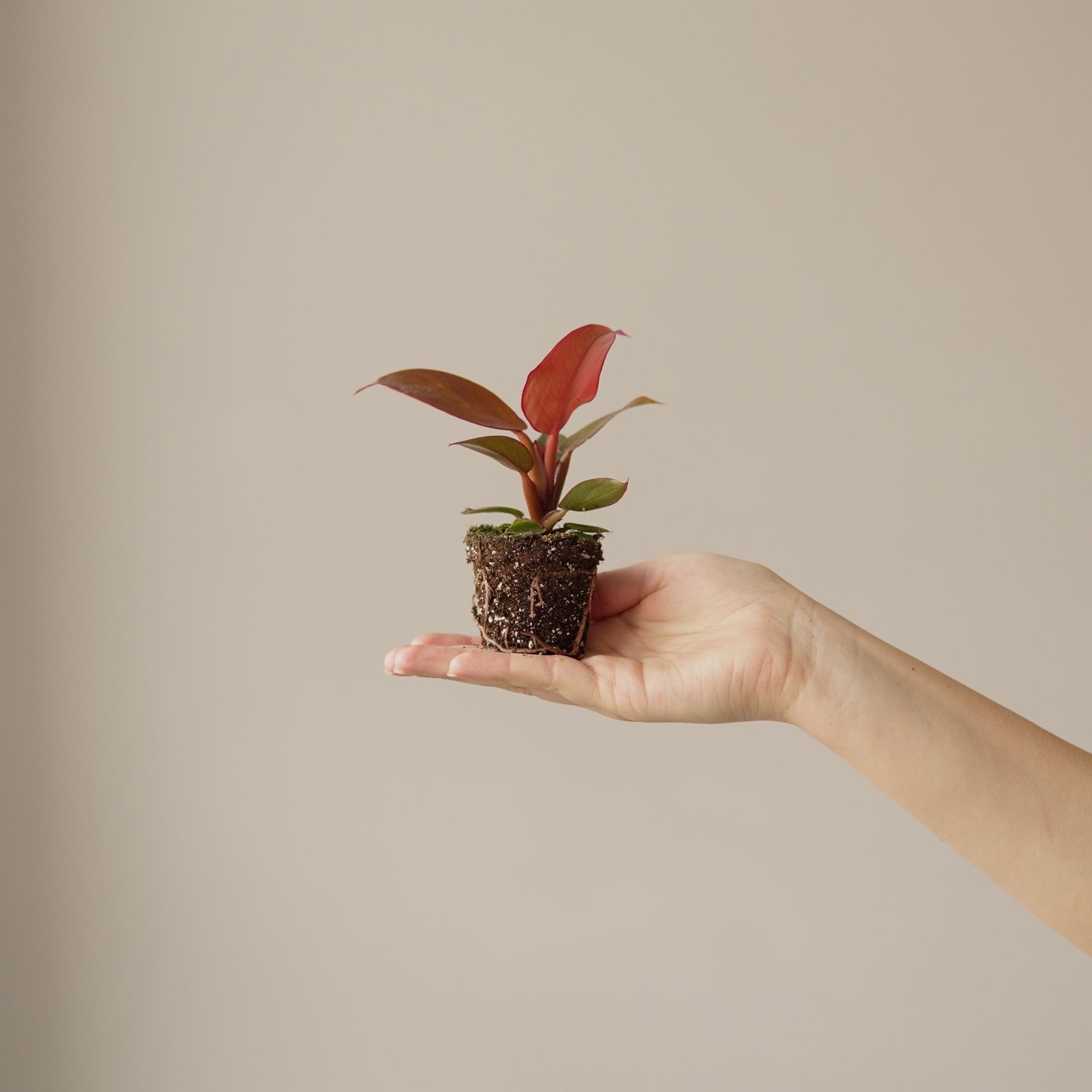 PHILODENDRON RED SUN