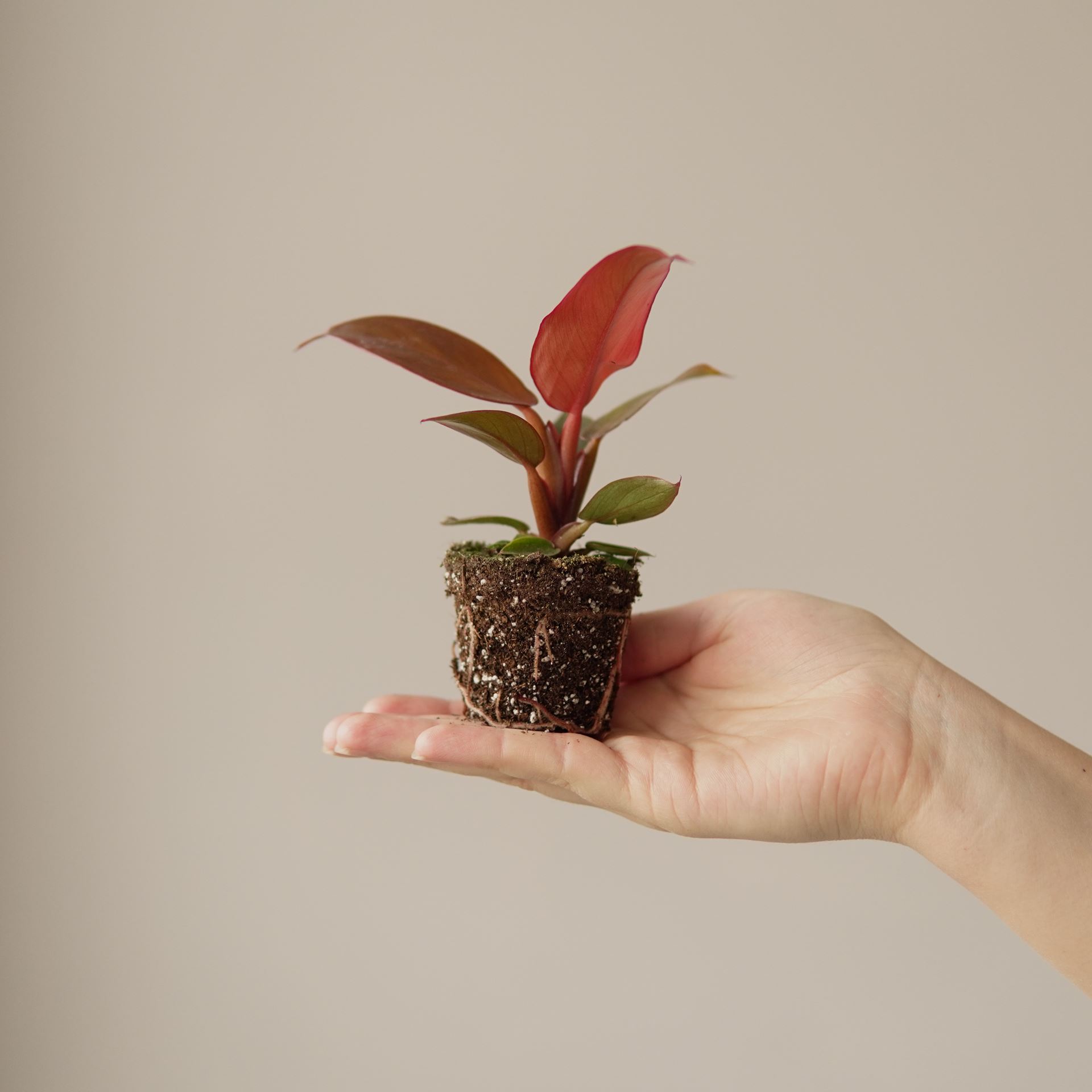 PHILODENDRON RED SUN