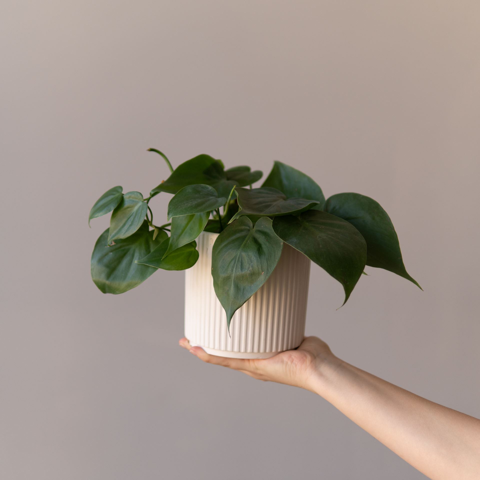 PHILODENDRON SCANDENS GREEN