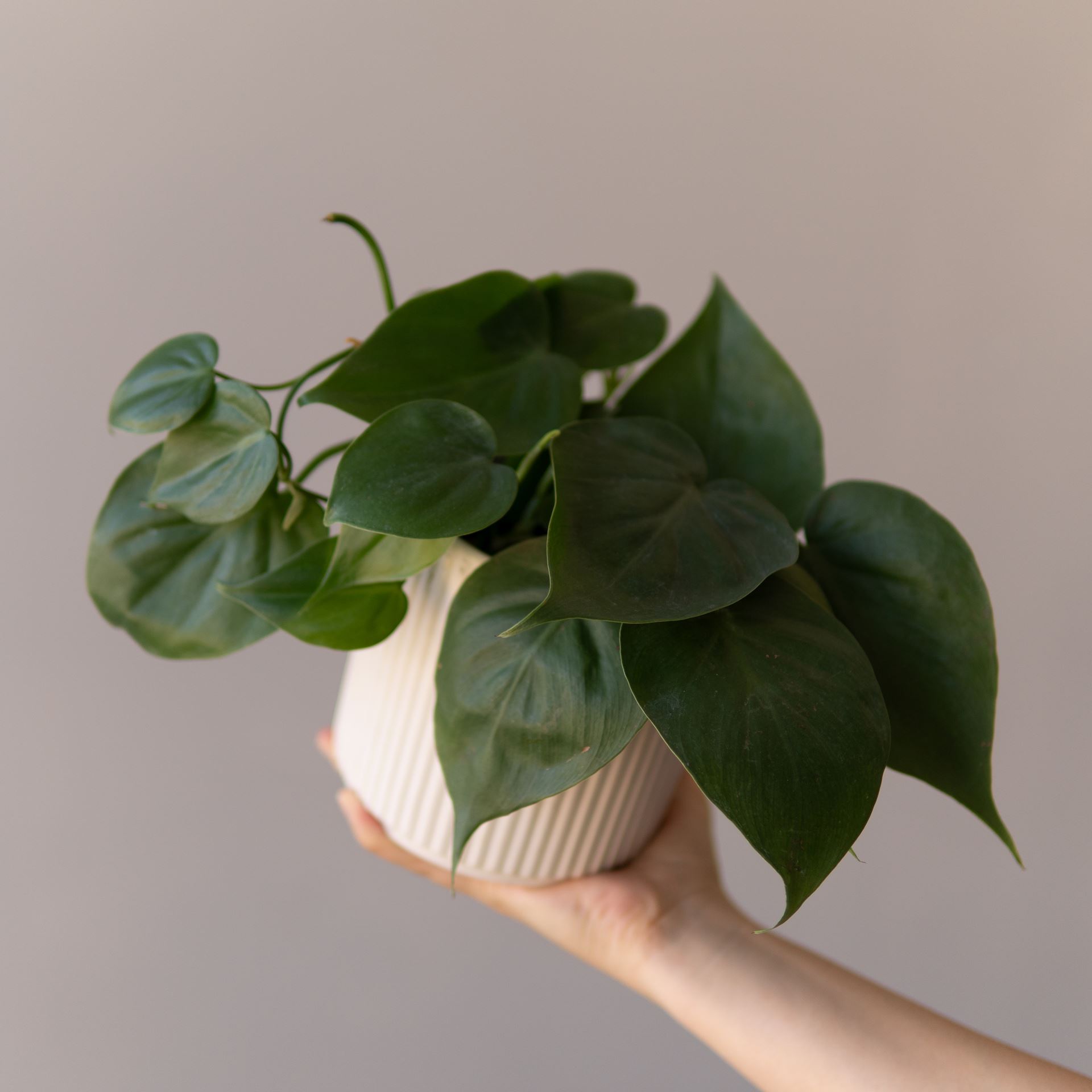 PHILODENDRON SCANDENS GREEN