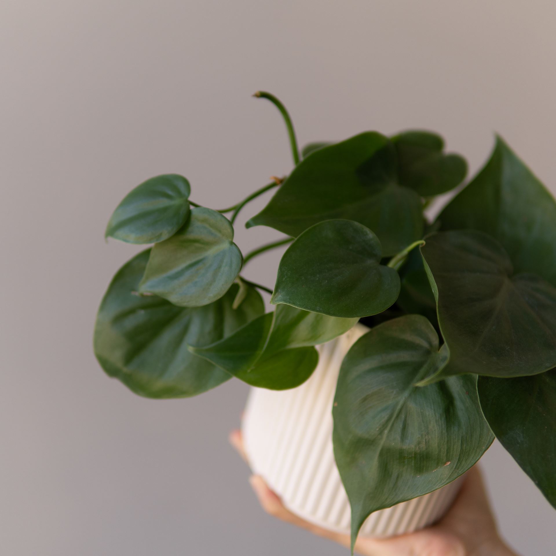 PHILODENDRON SCANDENS GREEN