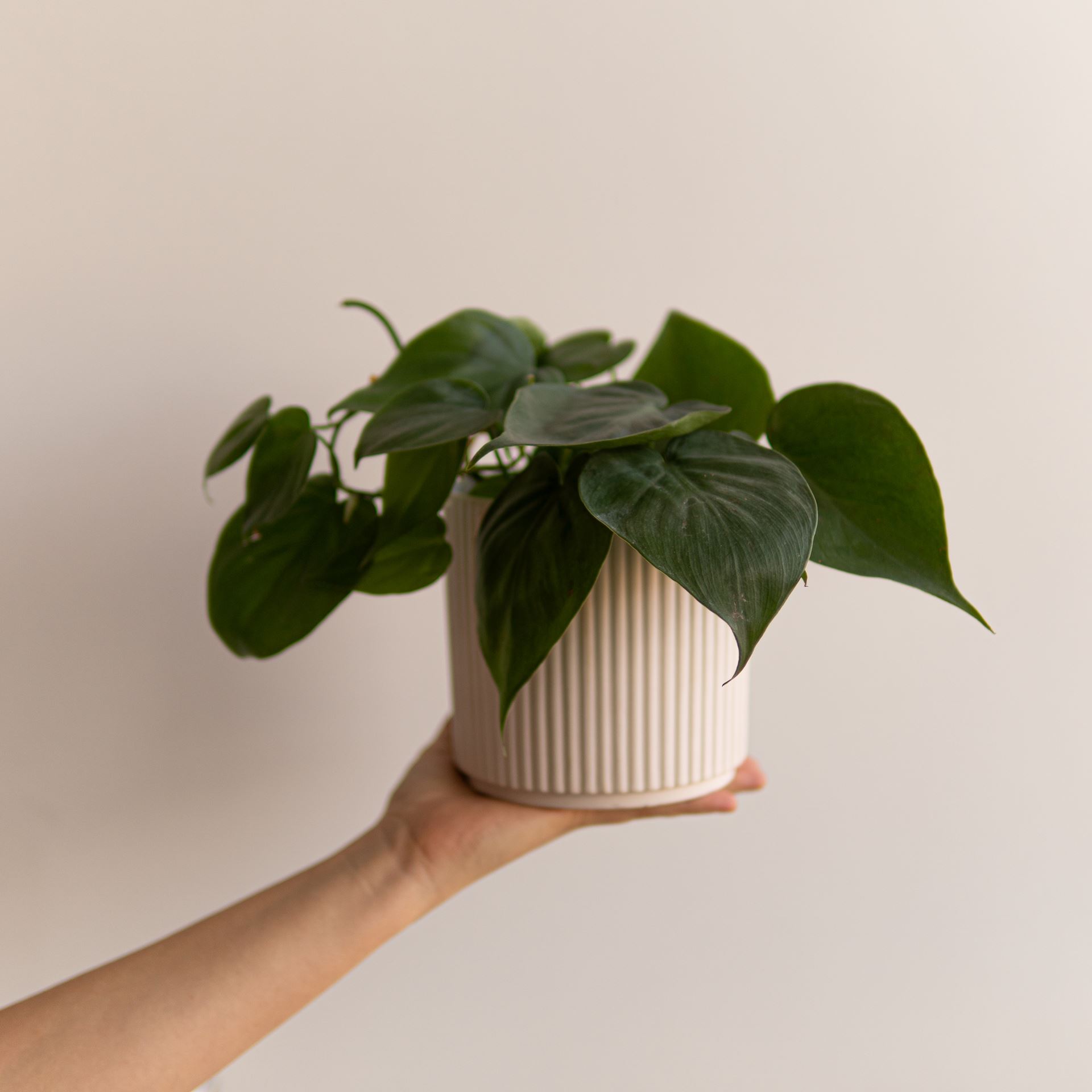 PHILODENDRON SCANDENS GREEN