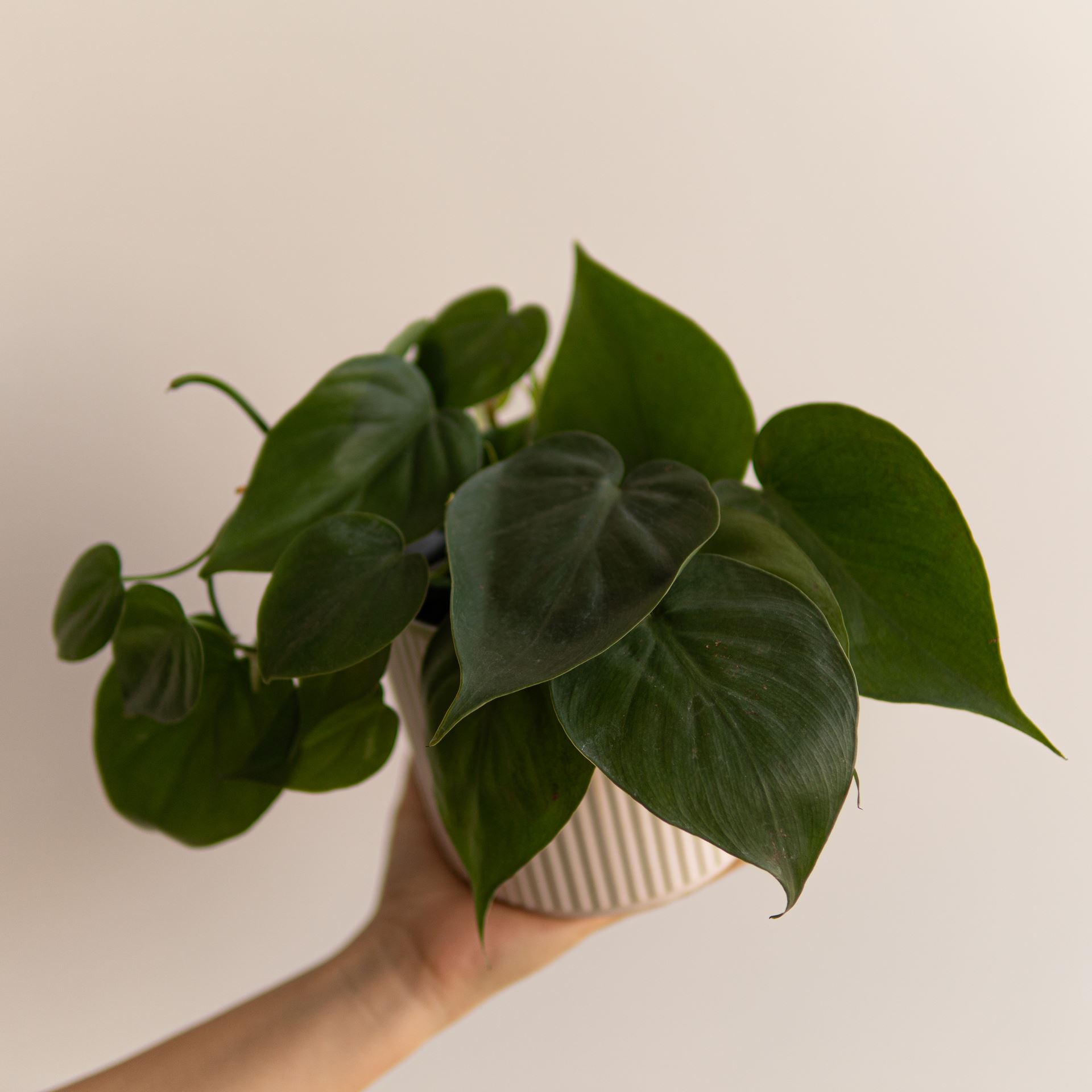 PHILODENDRON SCANDENS GREEN