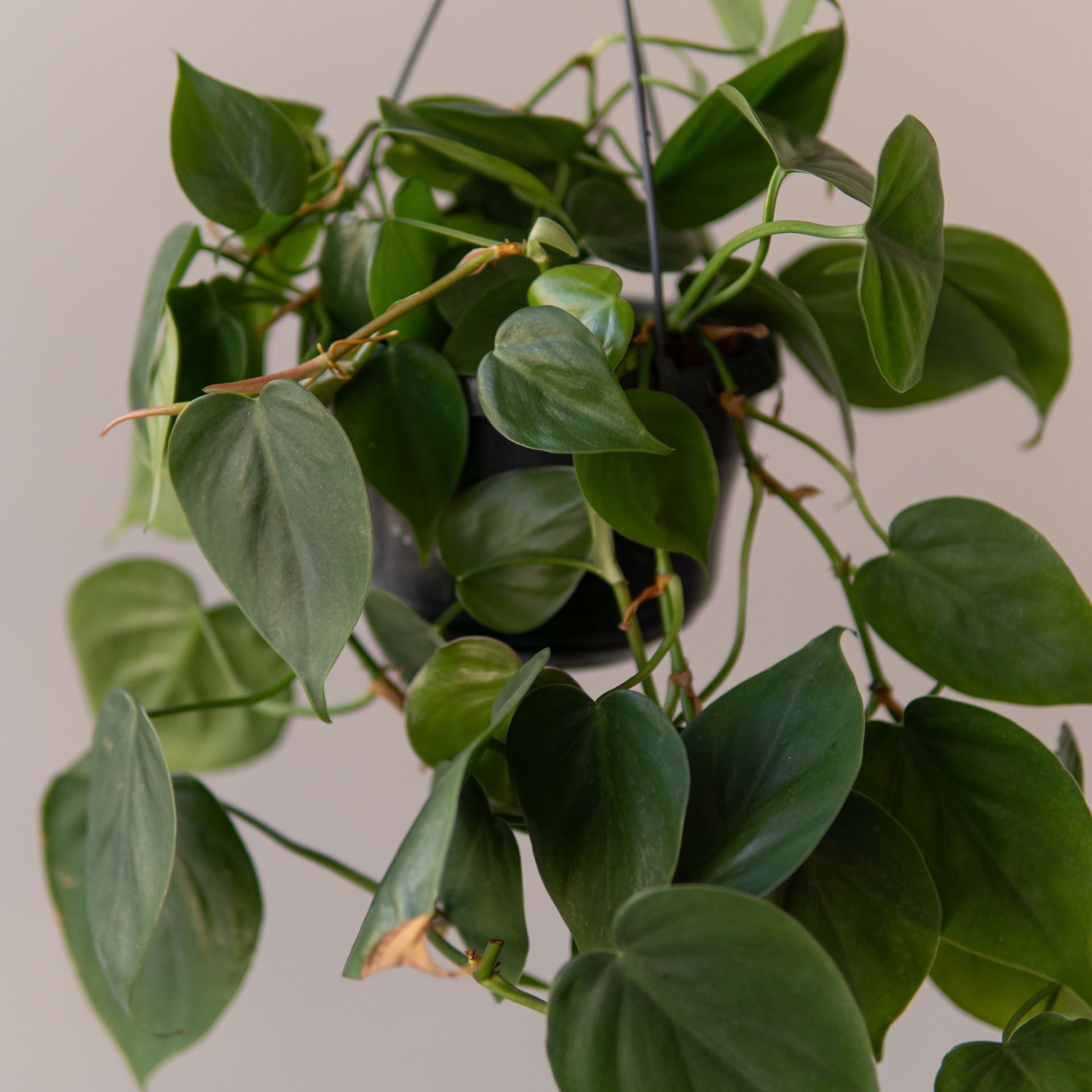PHILODENDRON SCANDENS GREEN