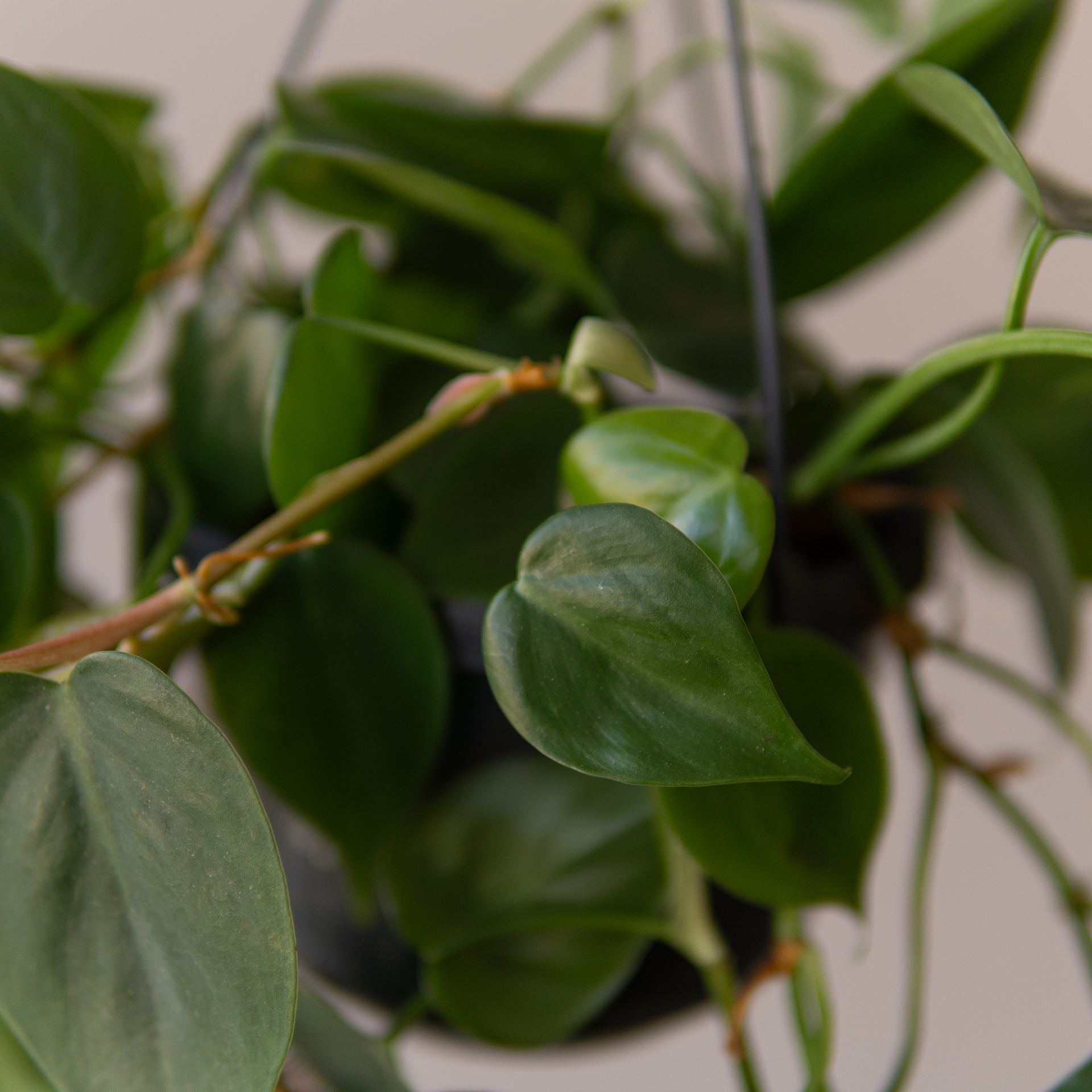PHILODENDRON SCANDENS GREEN