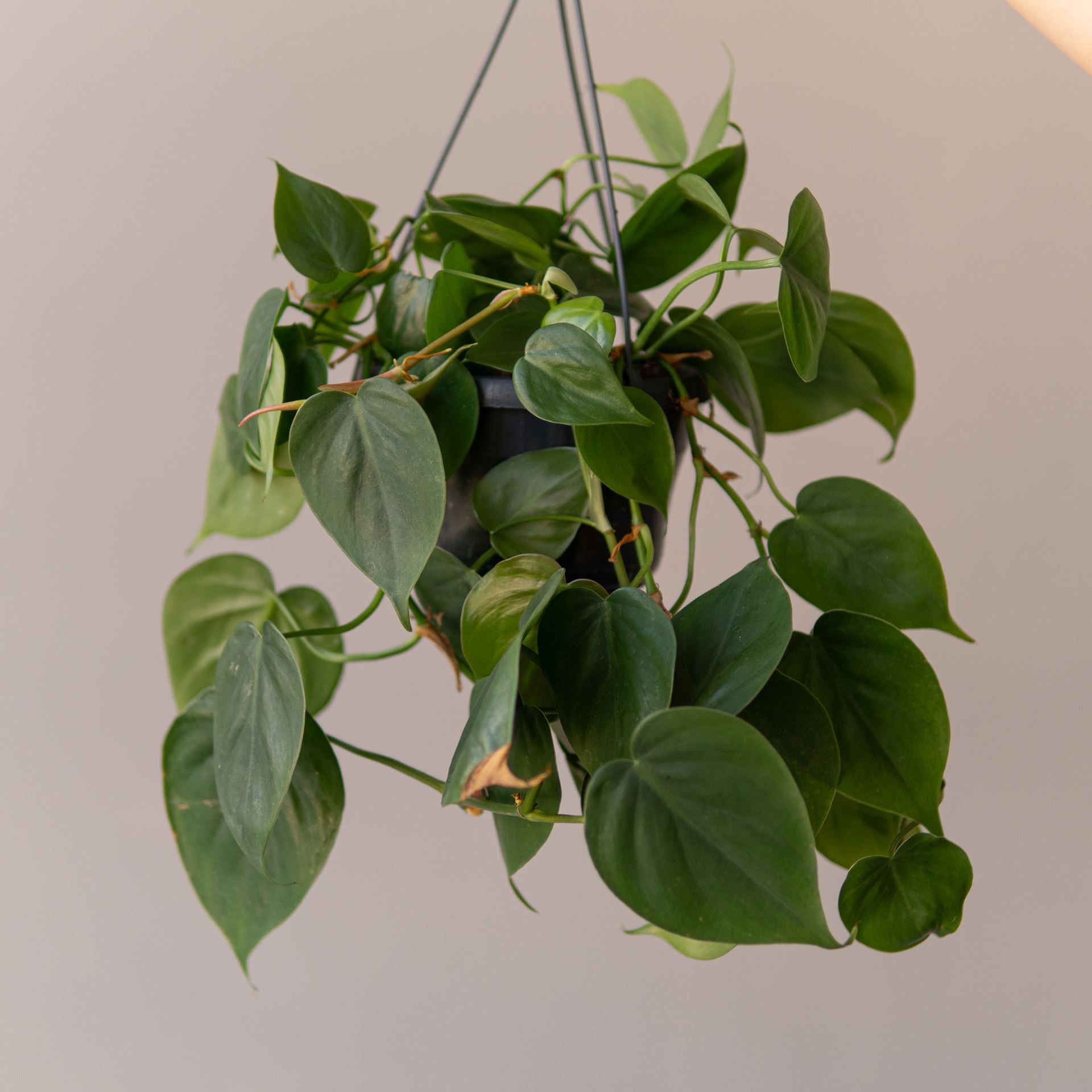 PHILODENDRON SCANDENS GREEN