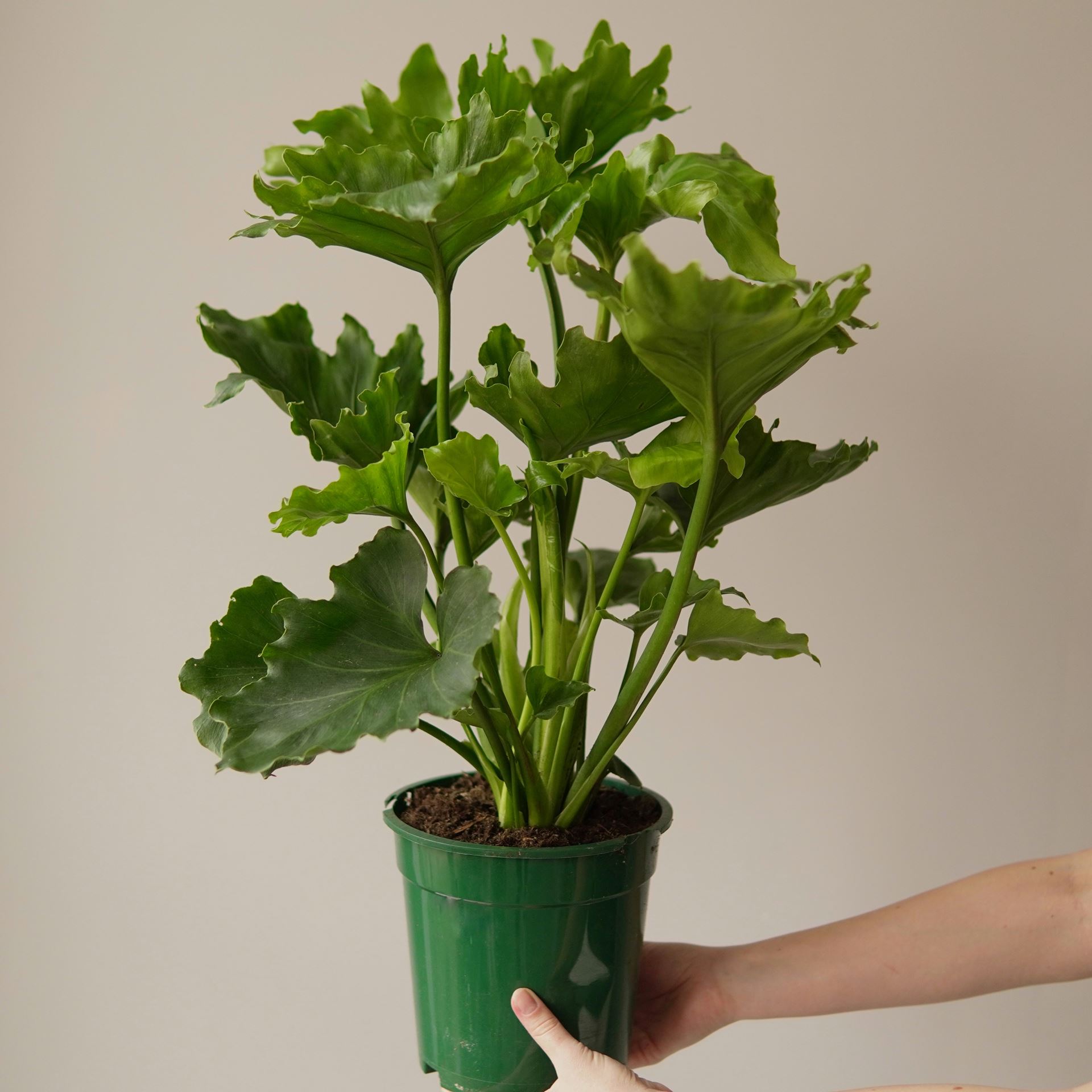 philodendron bipinnatifidum little hope