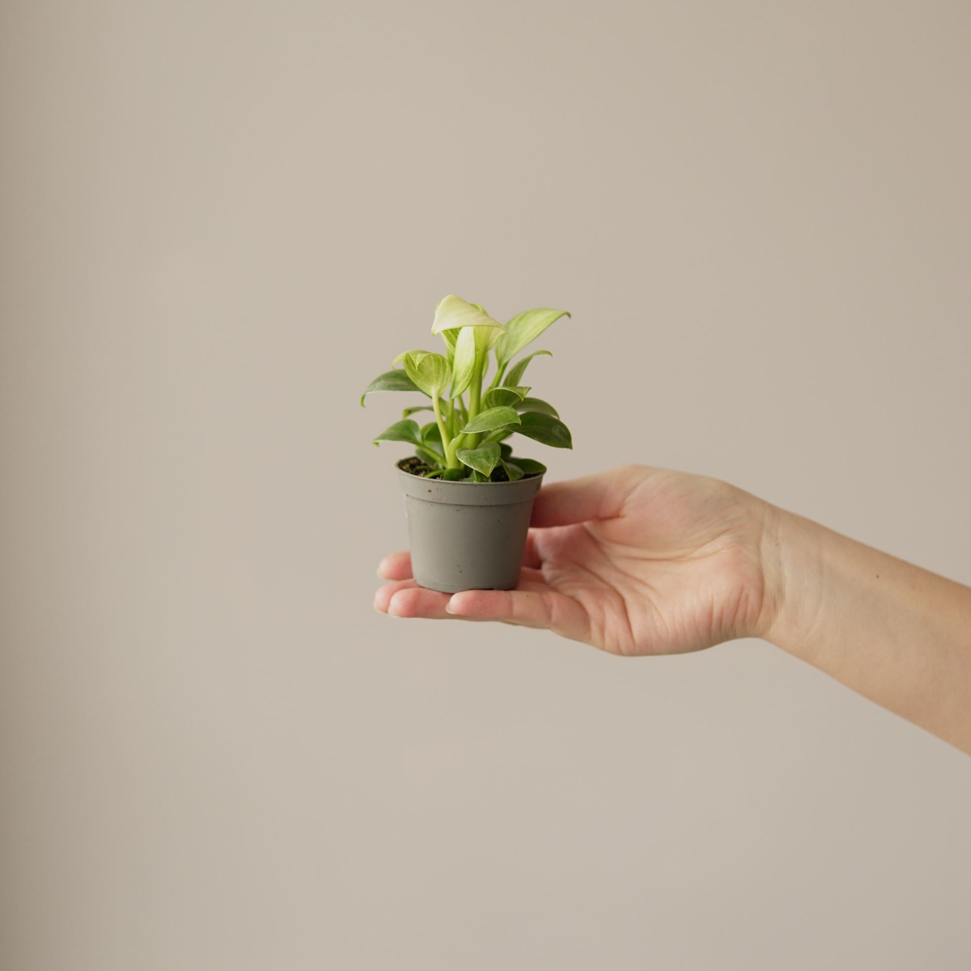 PHILODENDRON WHITE MEASURE